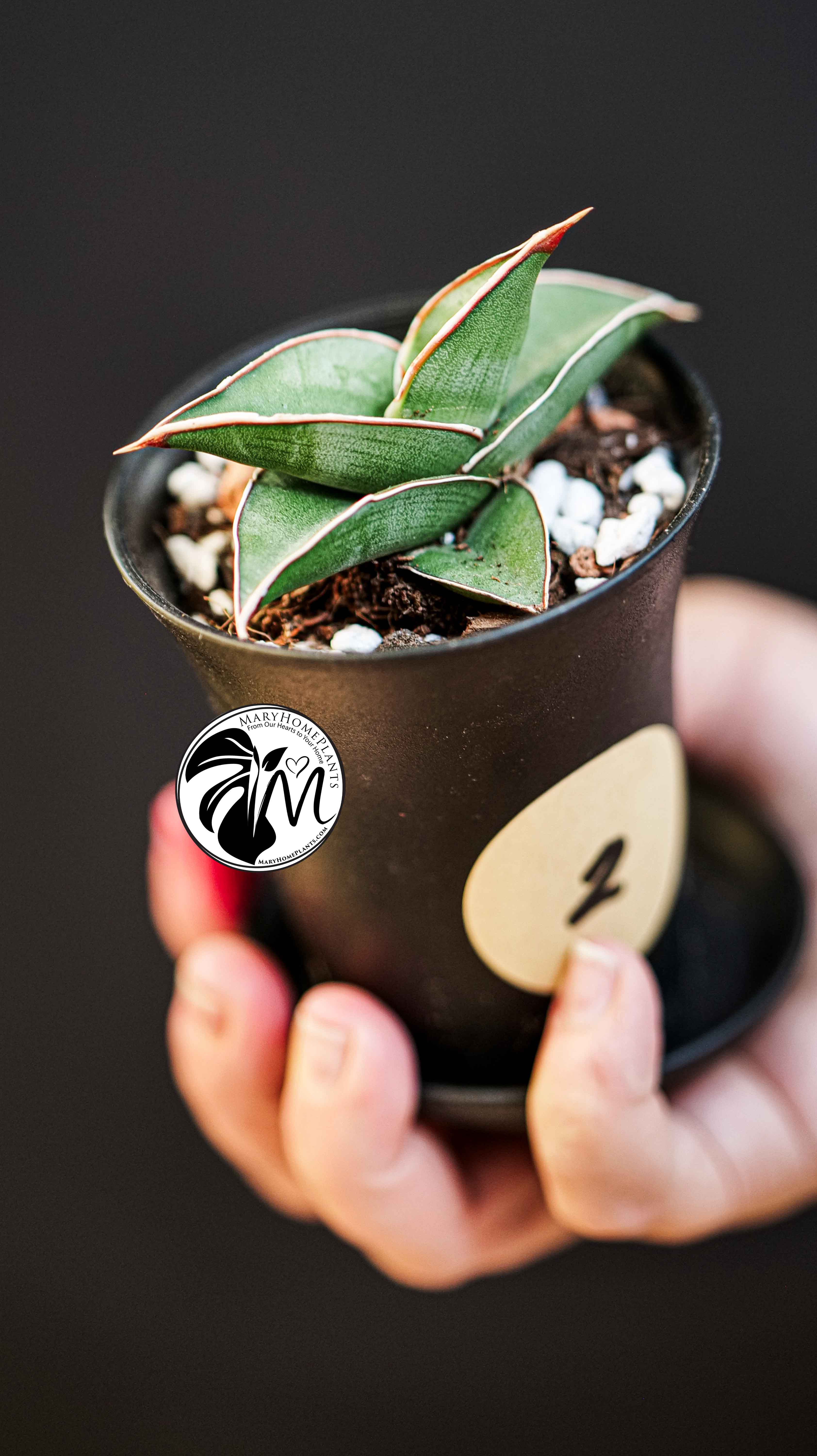 Sansevieria Almond Silver