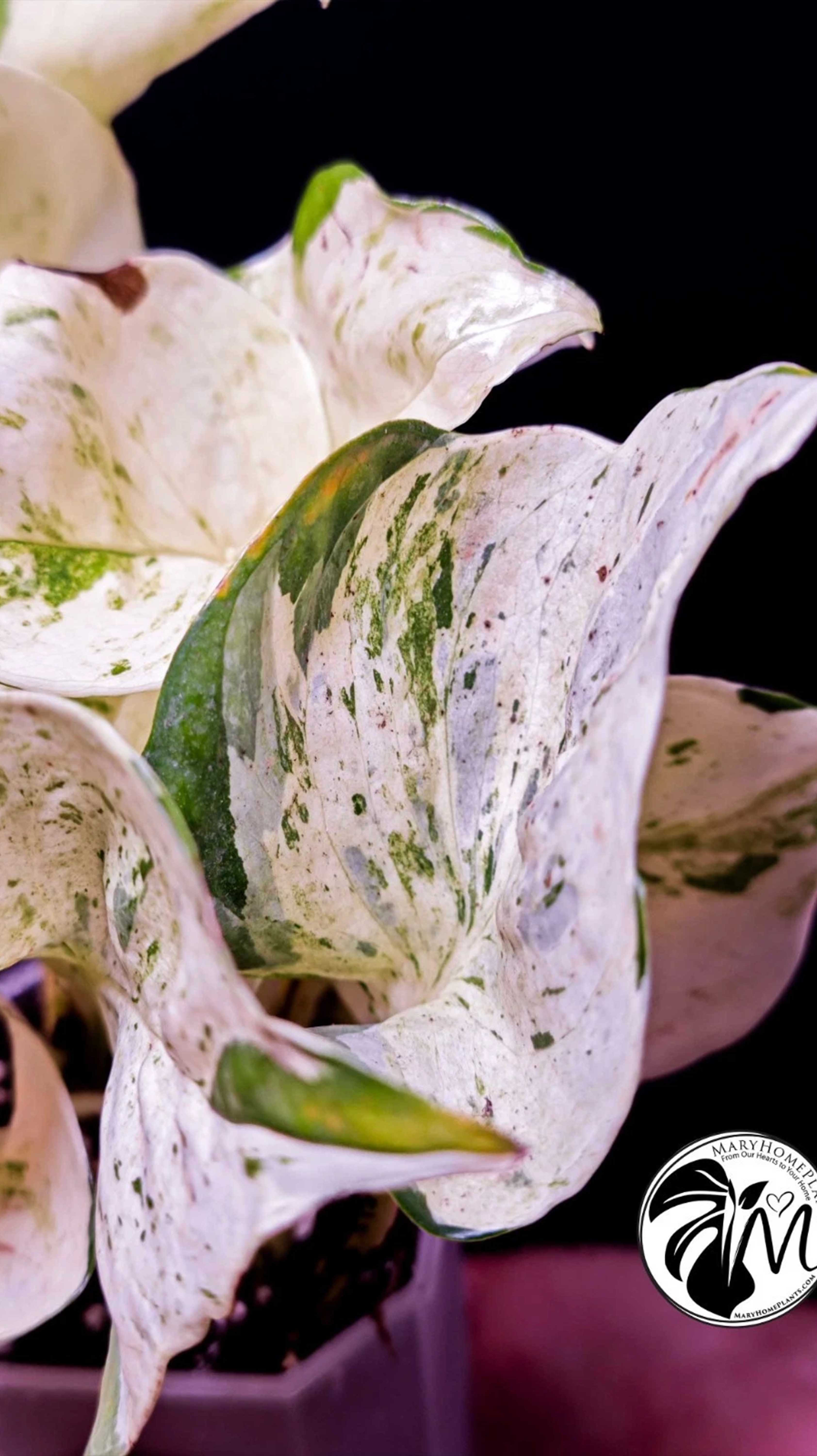 Epipremnum Happy Leaf Pothos