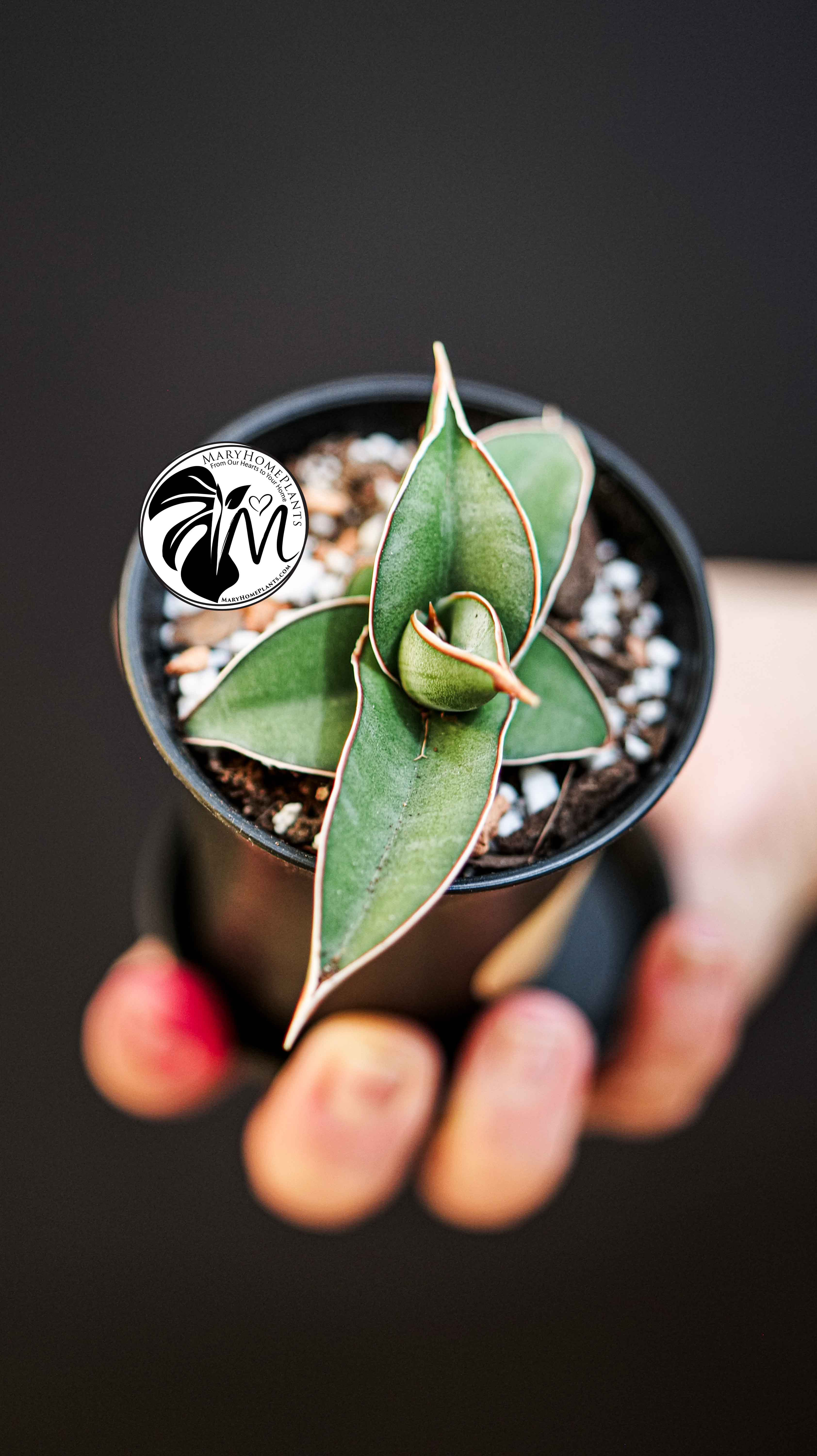 Sansevieria Almond Silver