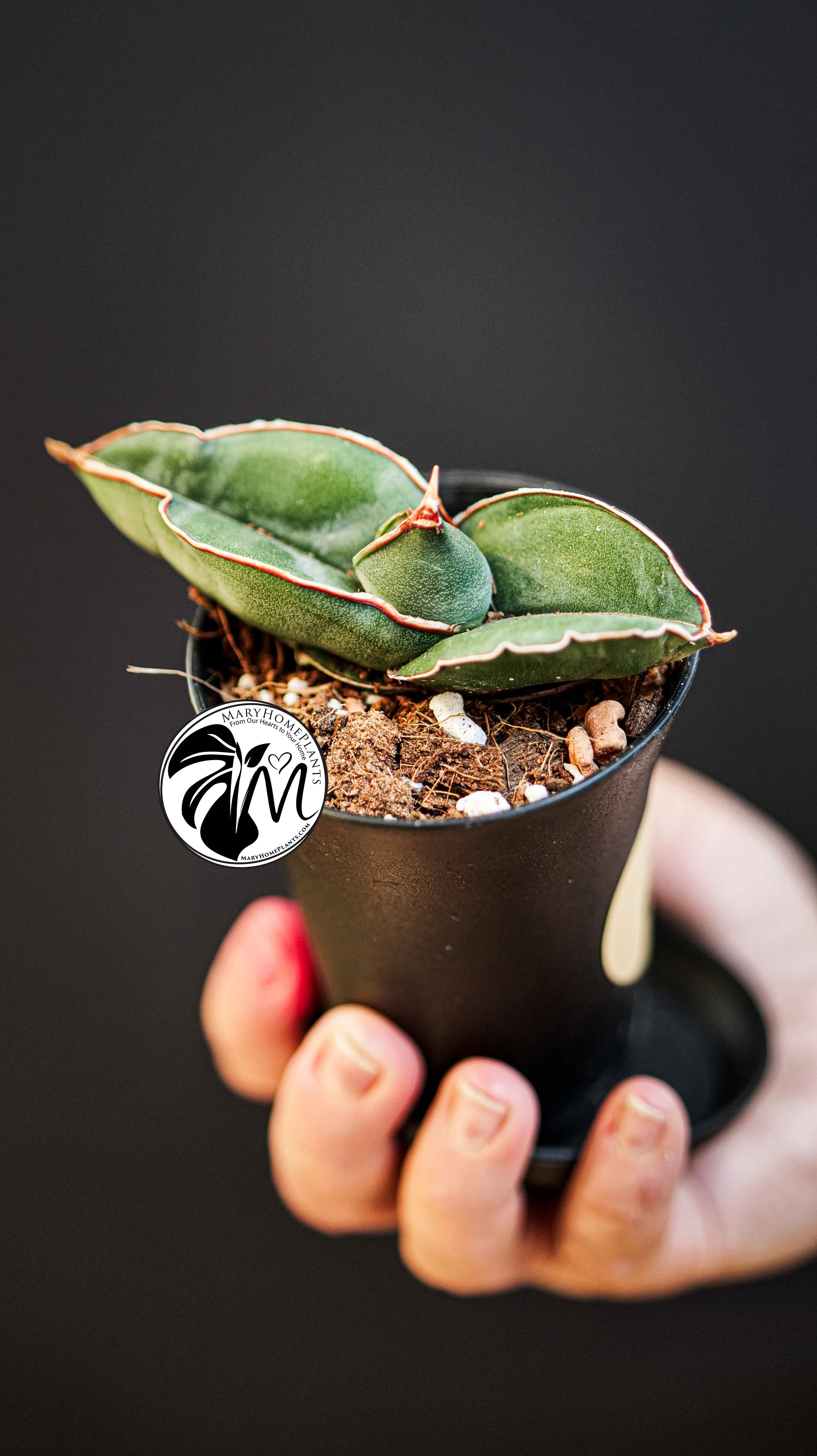 Sansevieria Almond Silver