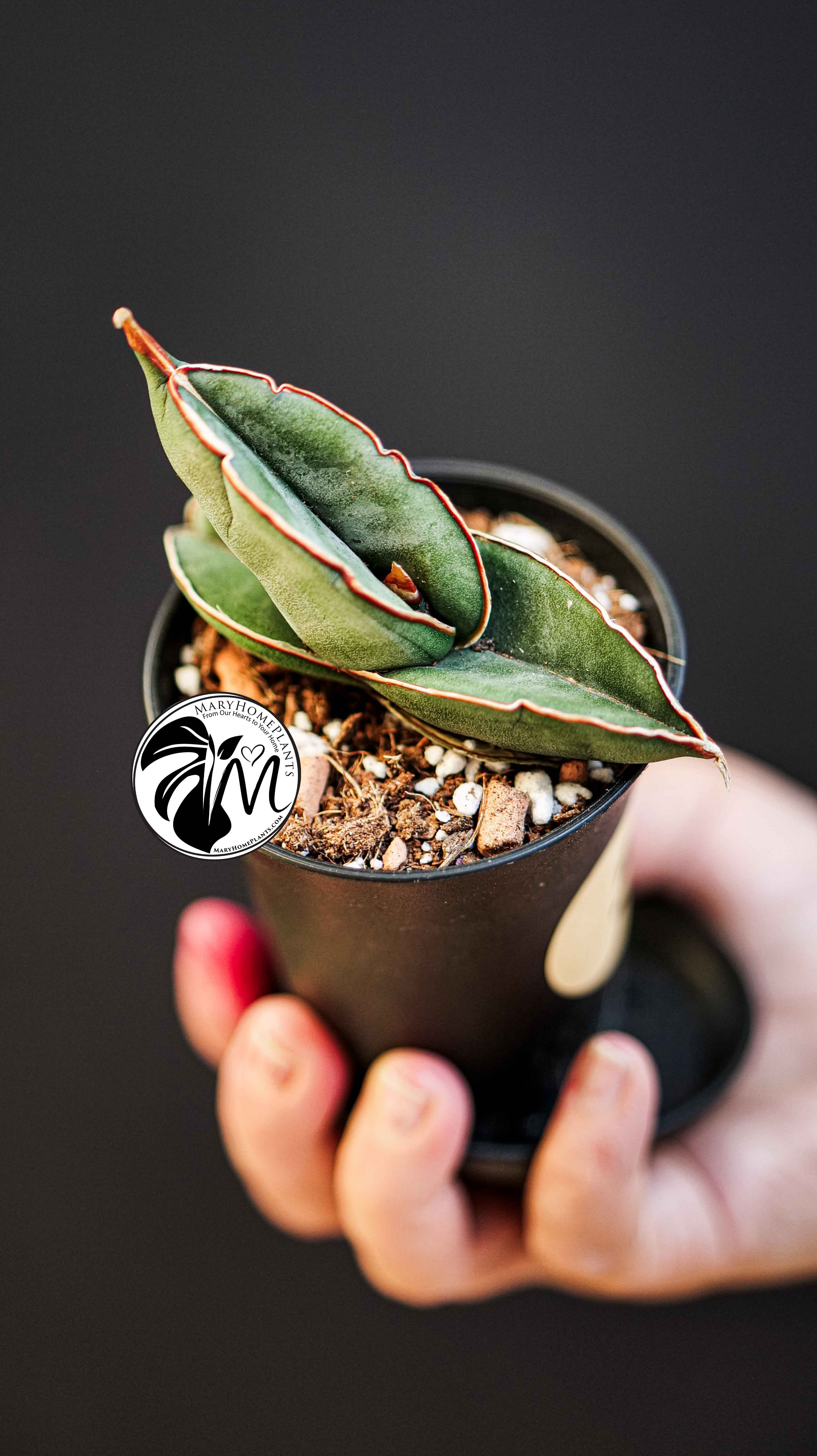 Sansevieria Almond Silver