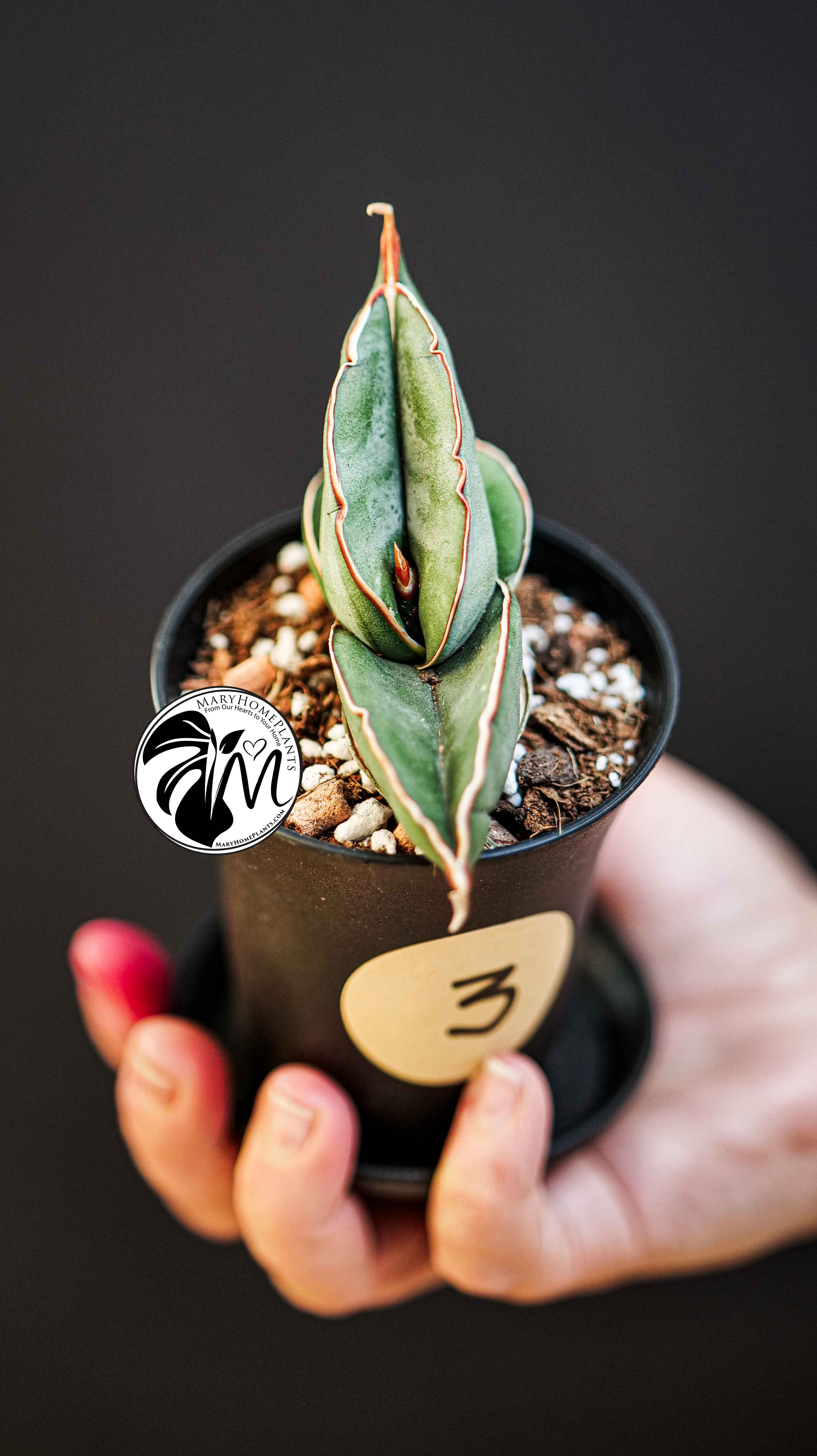 Sansevieria Almond Silver
