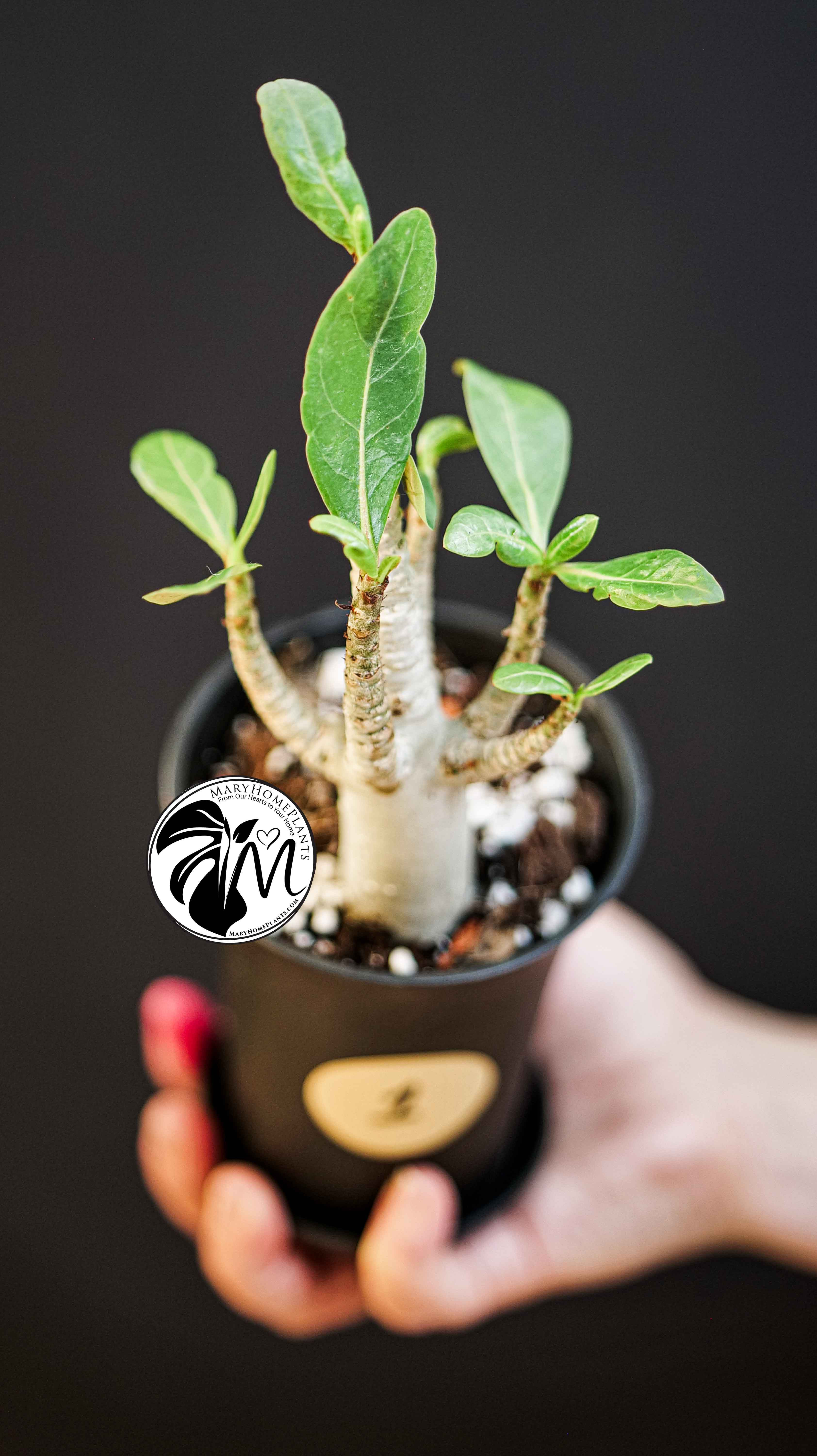 Adenium obesum Baobab