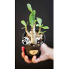 Adenium obesum Baobab