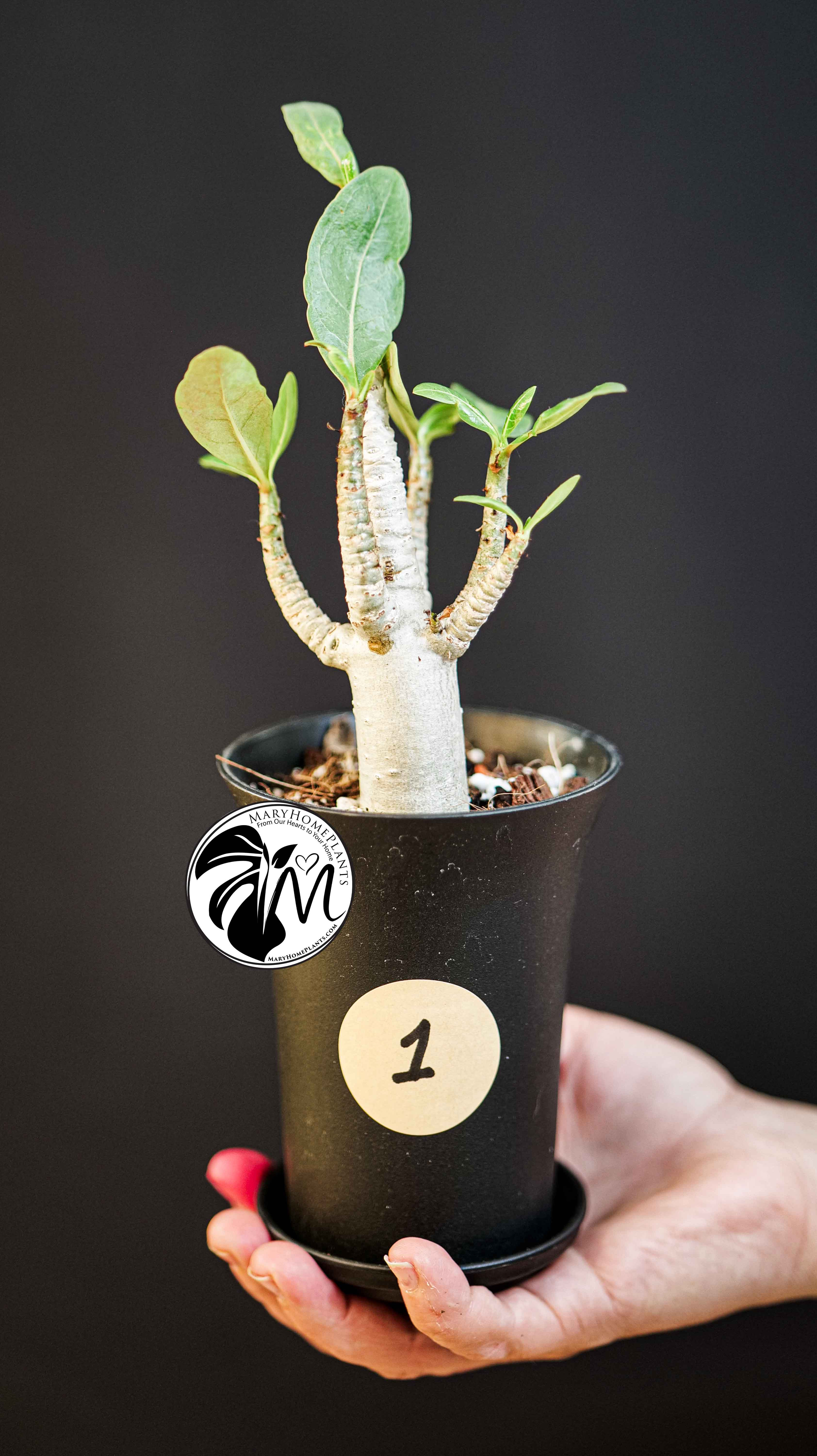 Adenium obe. Baobab