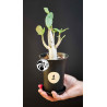 Adenium obe. Baobab