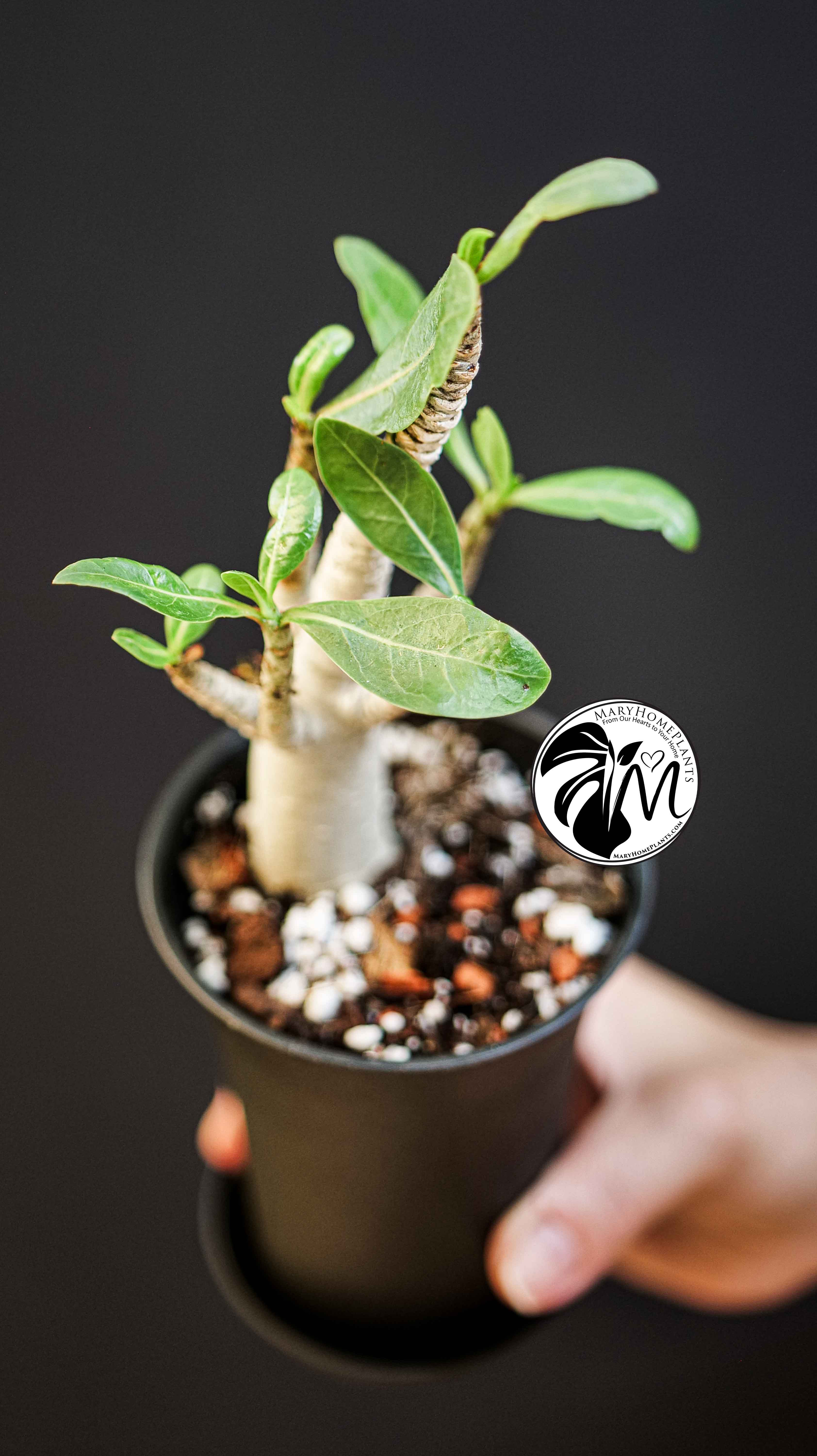 Adenium obesum Baobab