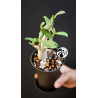Adenium obesum Baobab