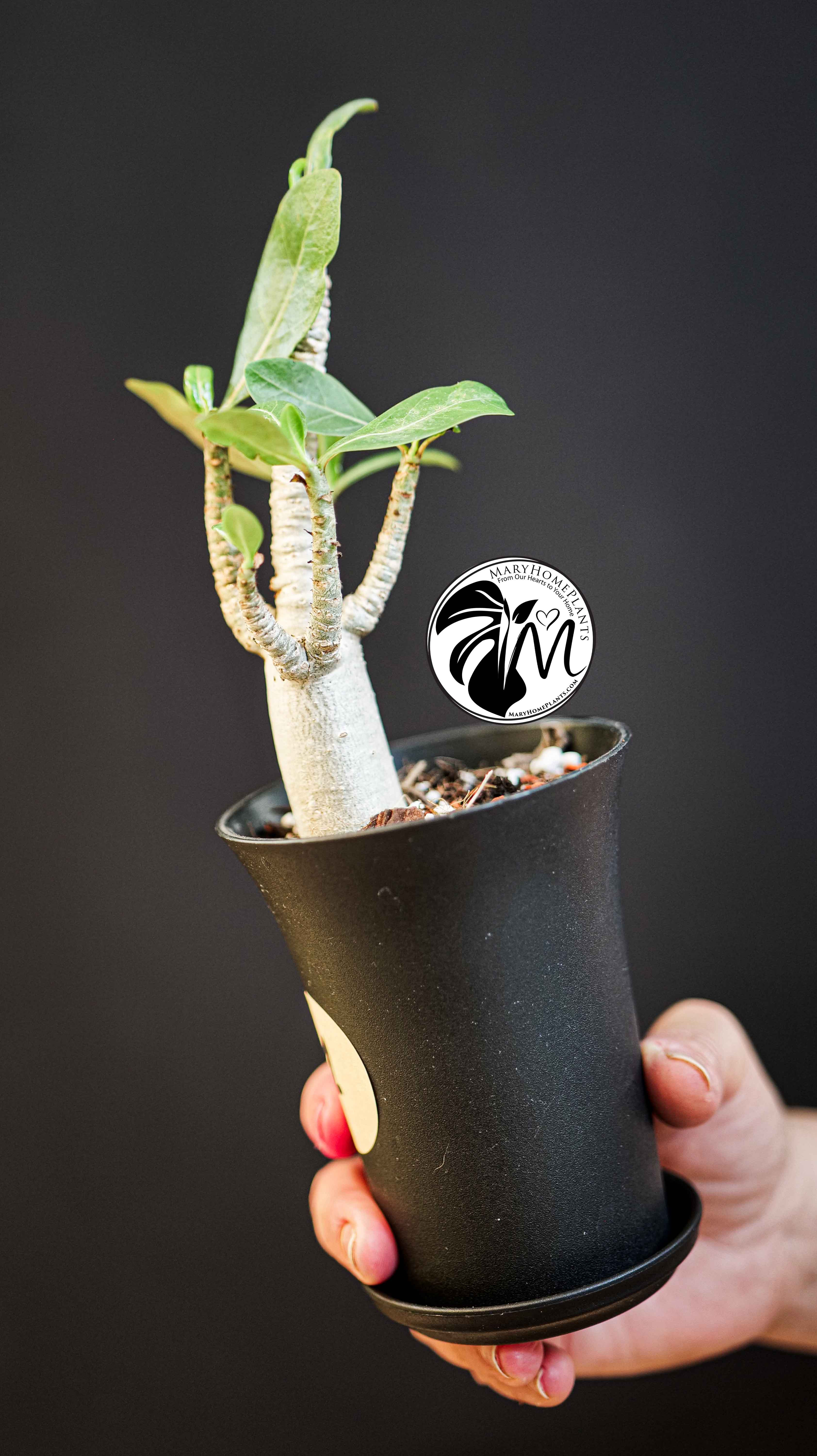 Adenium obesum Baobab
