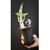 Adenium obesum Baobab