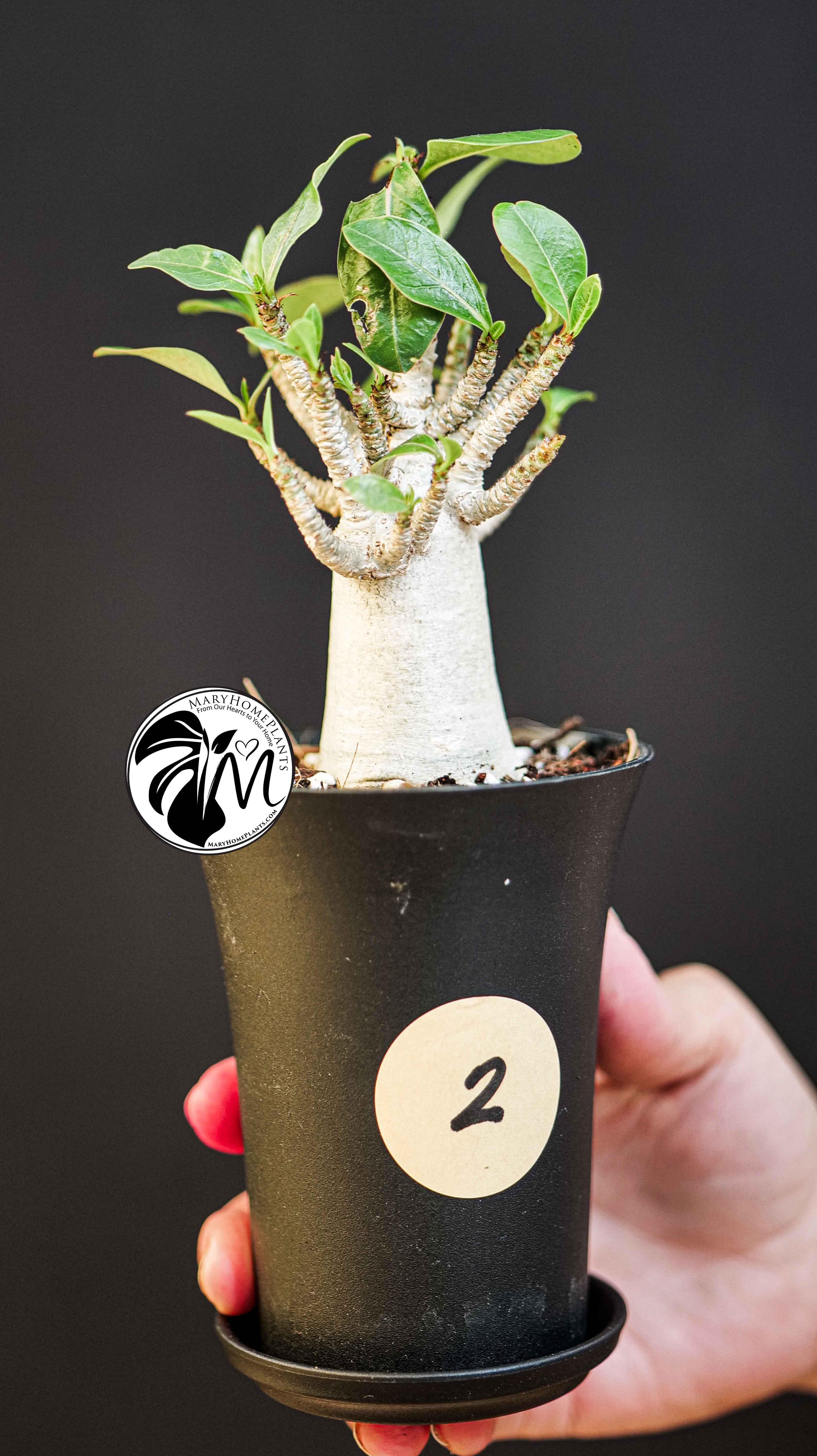 Adenium Obesum Baobab