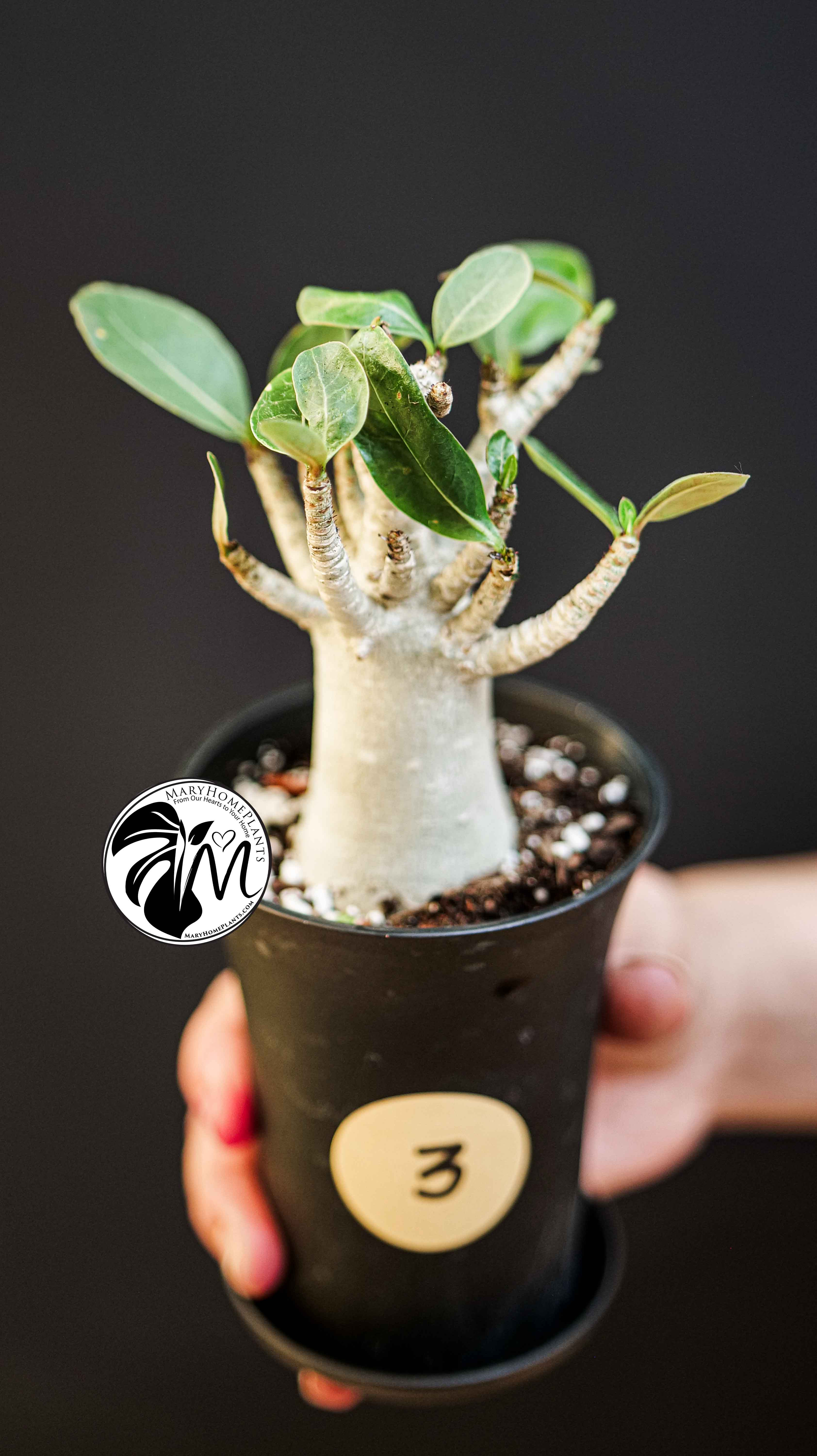 Adenium obesum Baobab