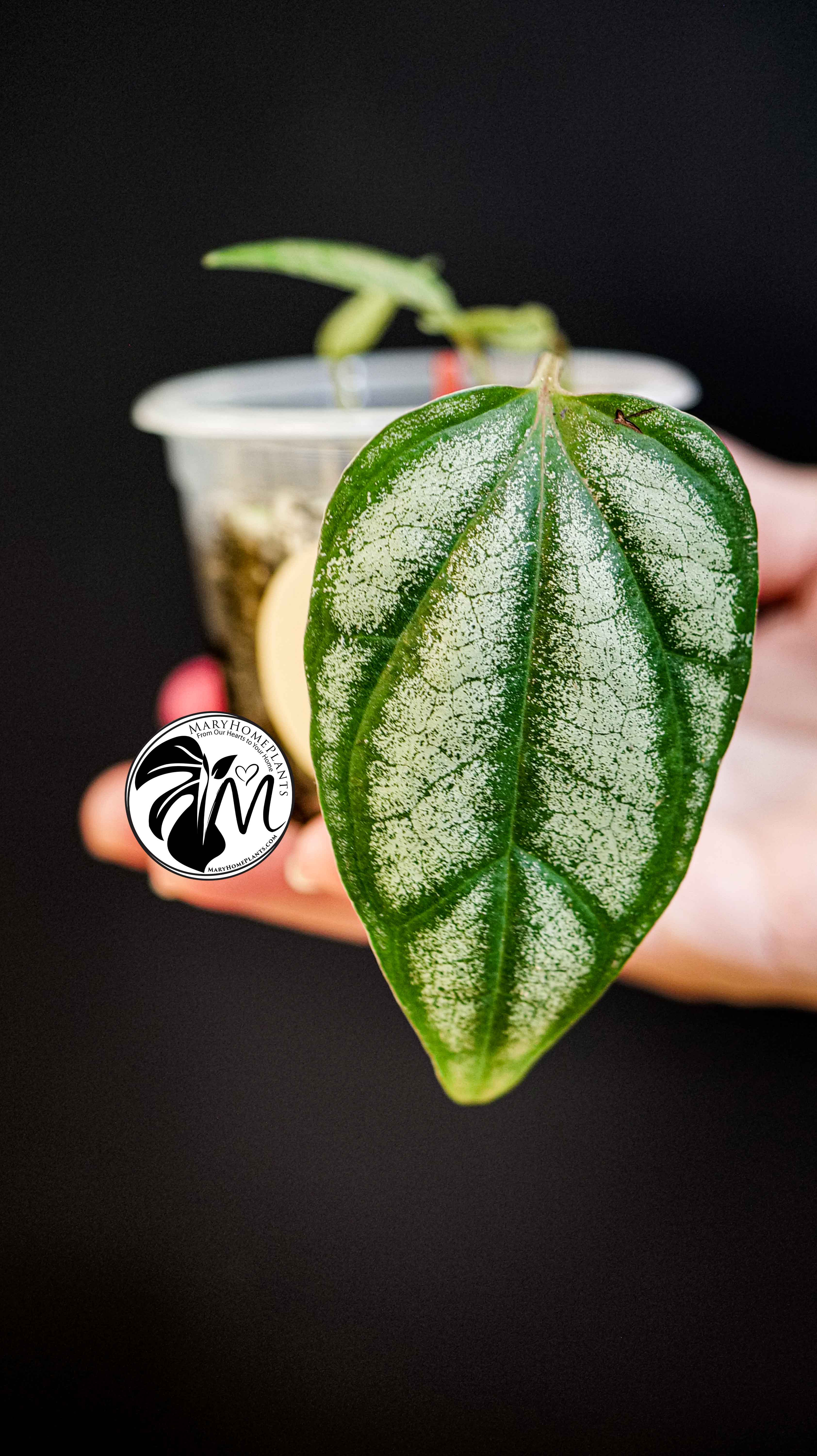 Philodendron Piper Sylvaticum