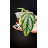 Philodendron Piper Sylvaticum