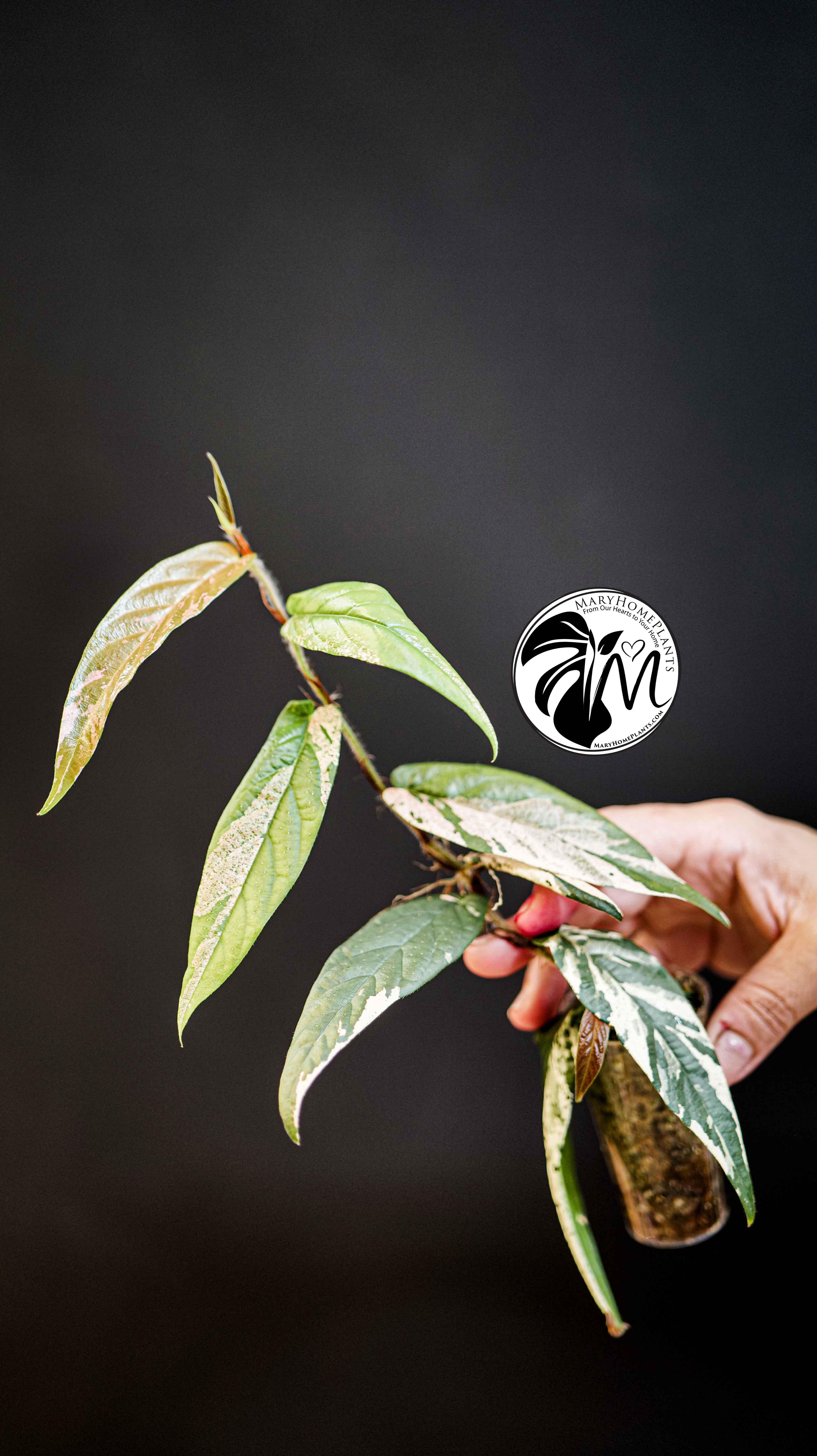 Ficus Sagittata Variegated