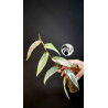 Ficus Sagittata Variegated