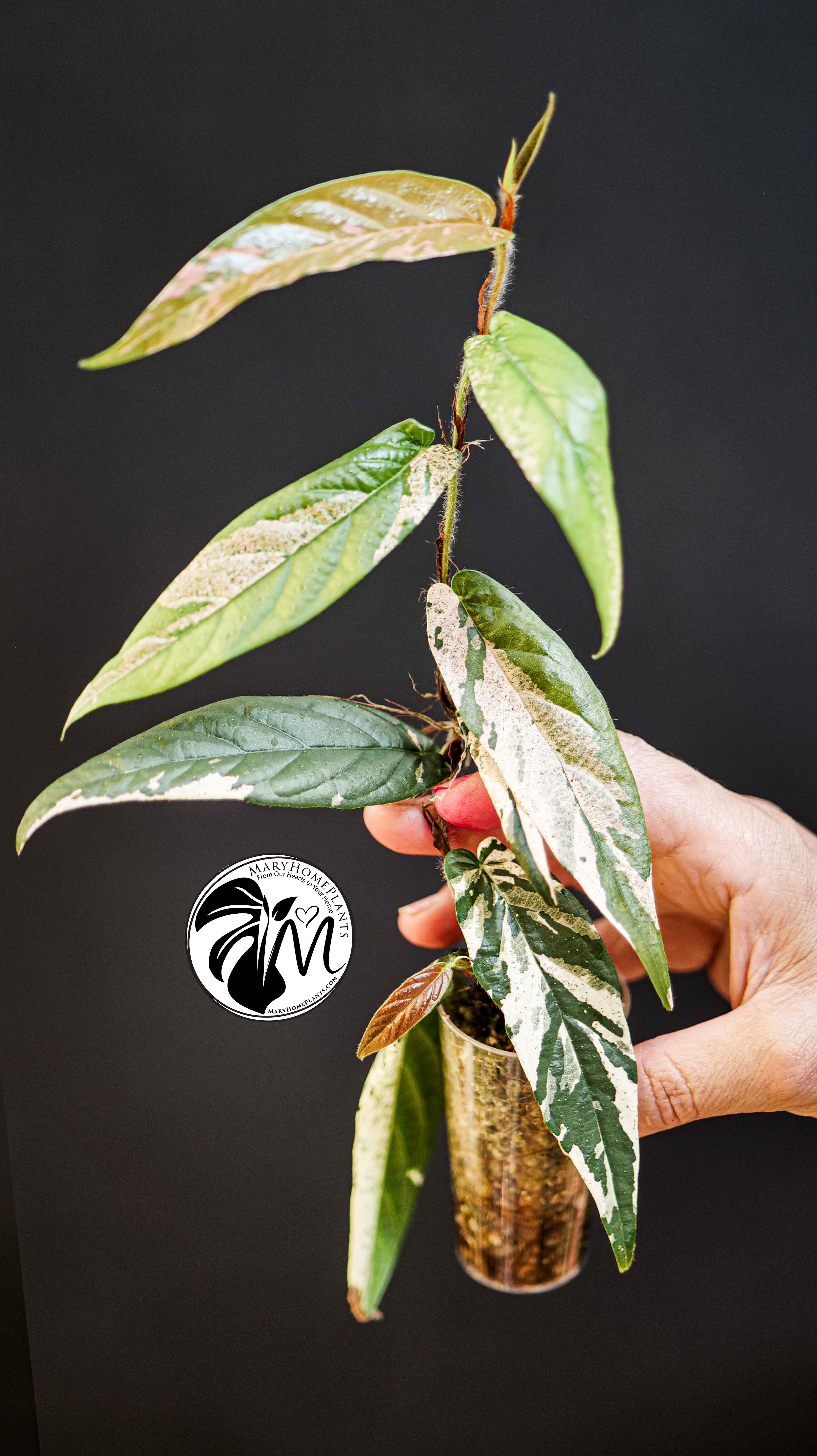 Ficus Sagittata Variegated