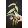 Ficus Sagittata Variegated
