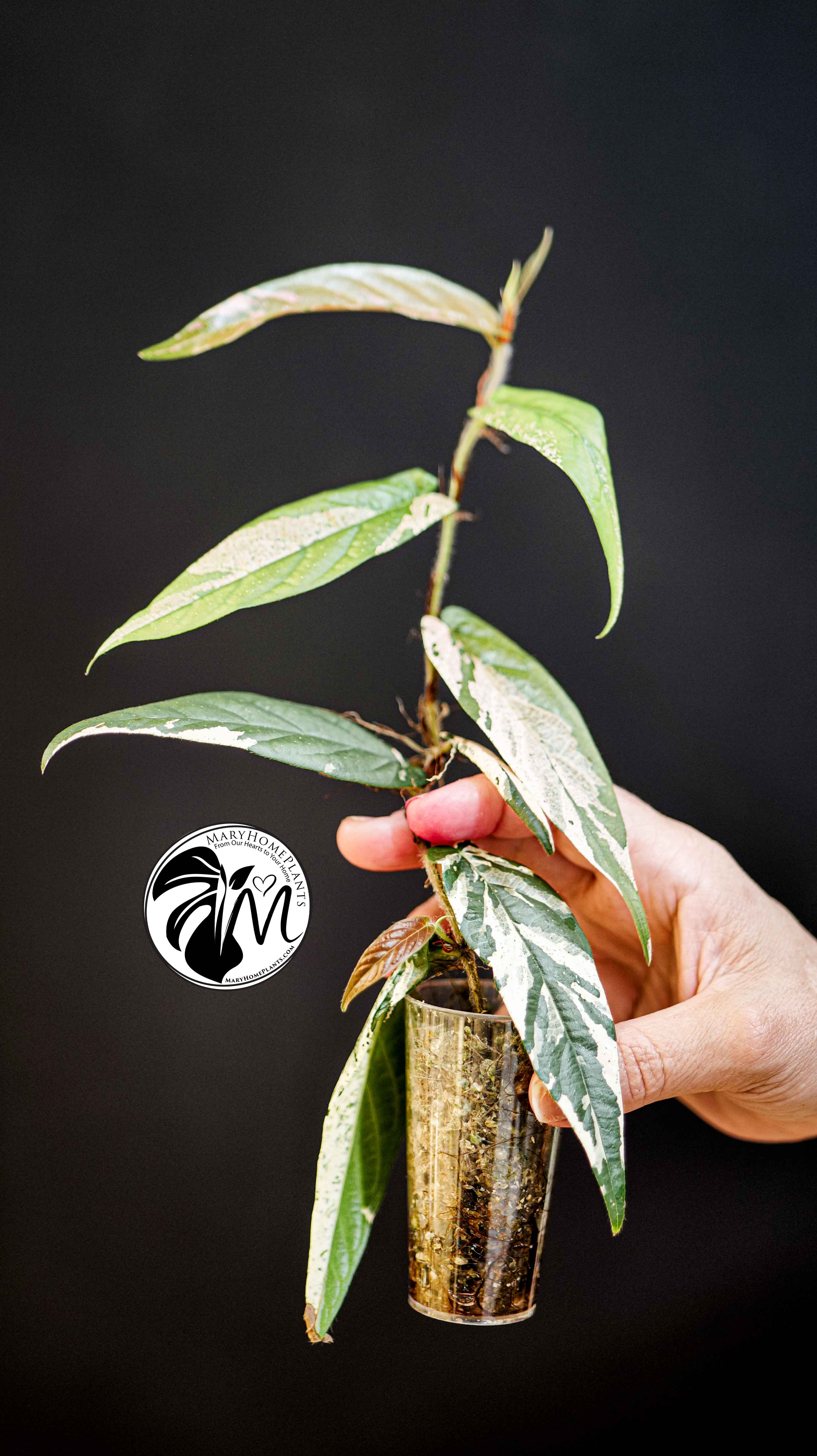 Ficus Sagittata Variegated
