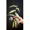 Ficus Sagittata Variegated