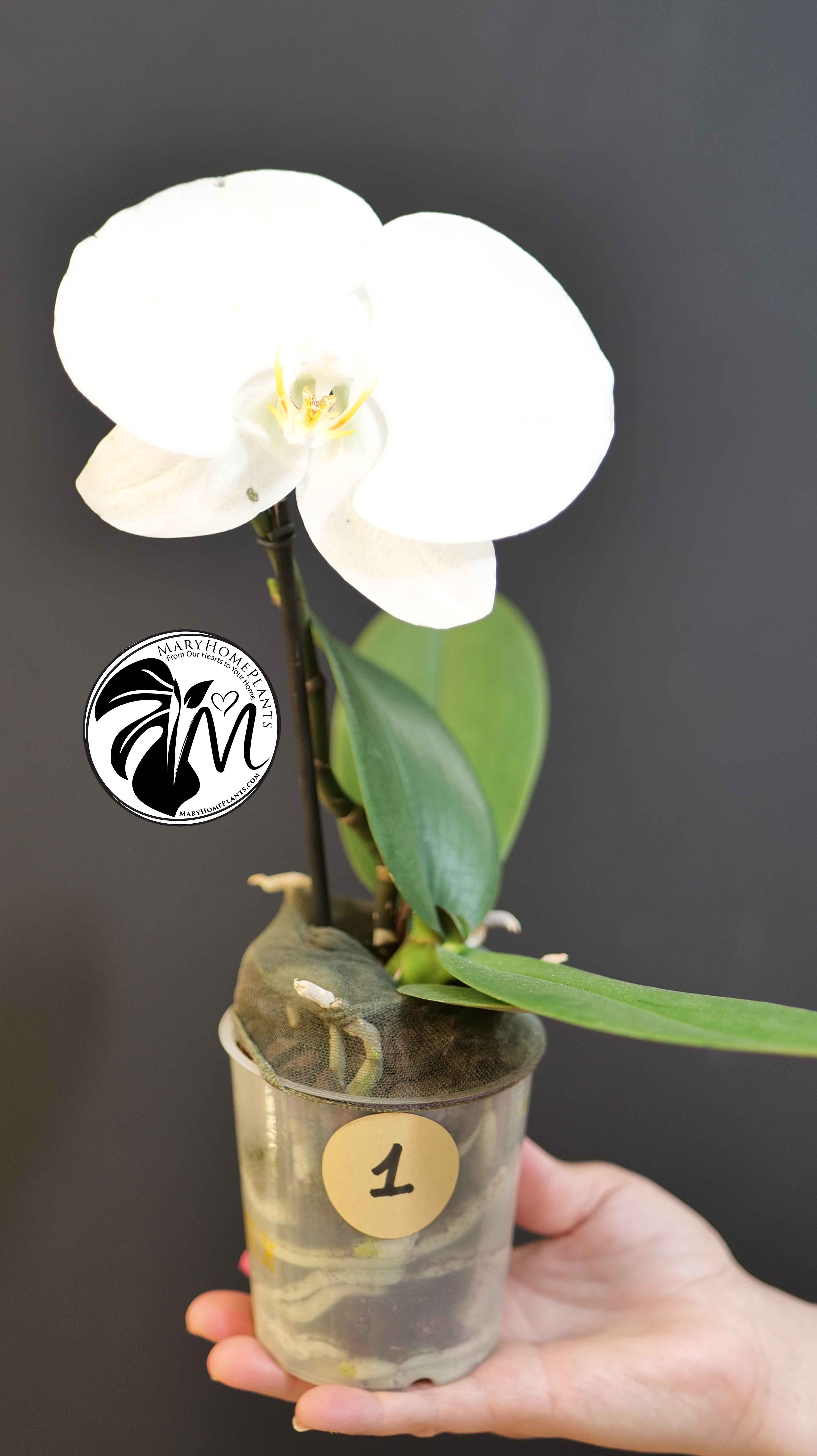 Phalaenopsis Singolo Tosha