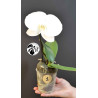 Phalaenopsis Singolo Tosha