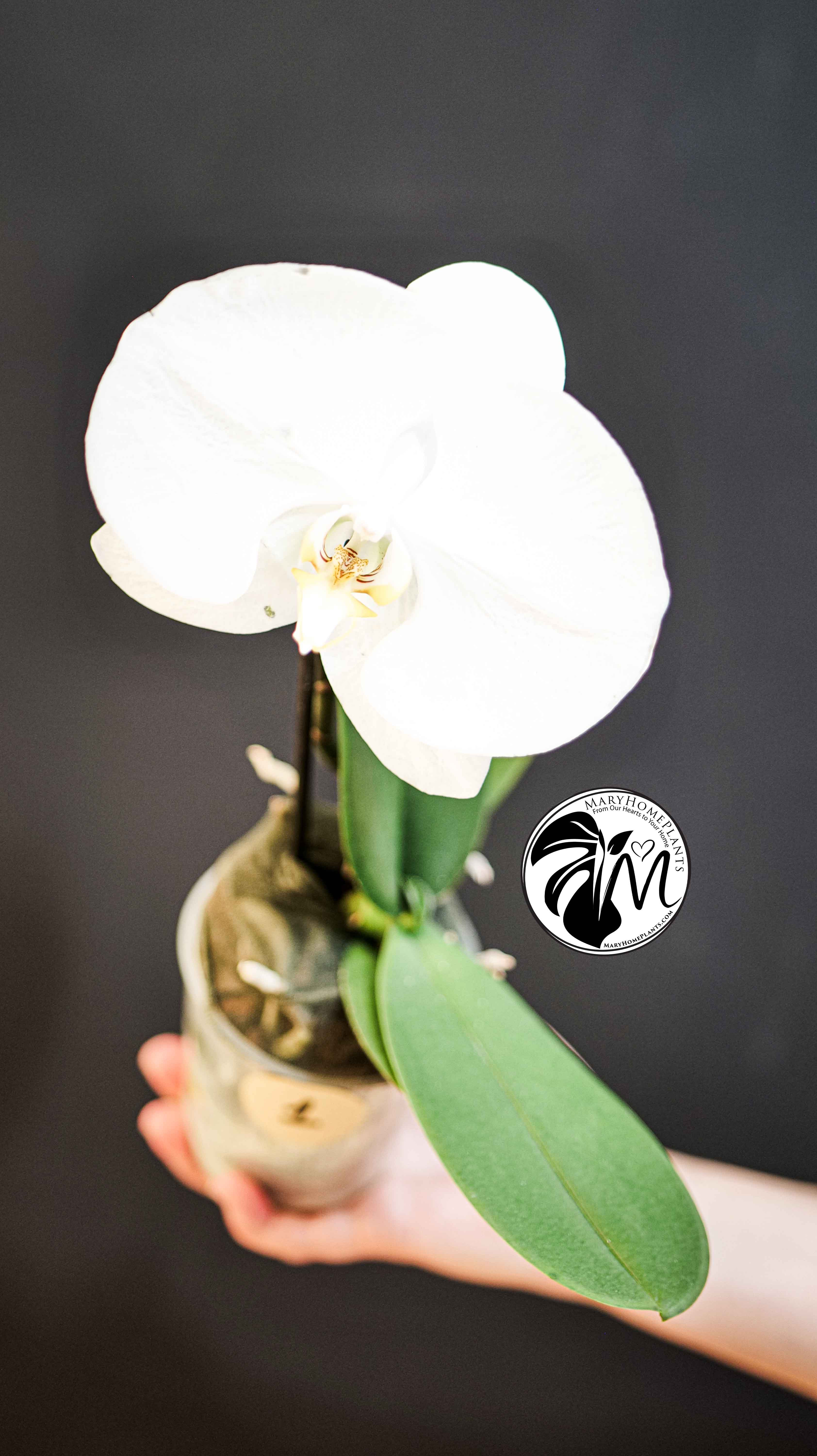 Phalaenopsis Singolo Tosha