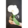 Phalaenopsis Singolo Tosha
