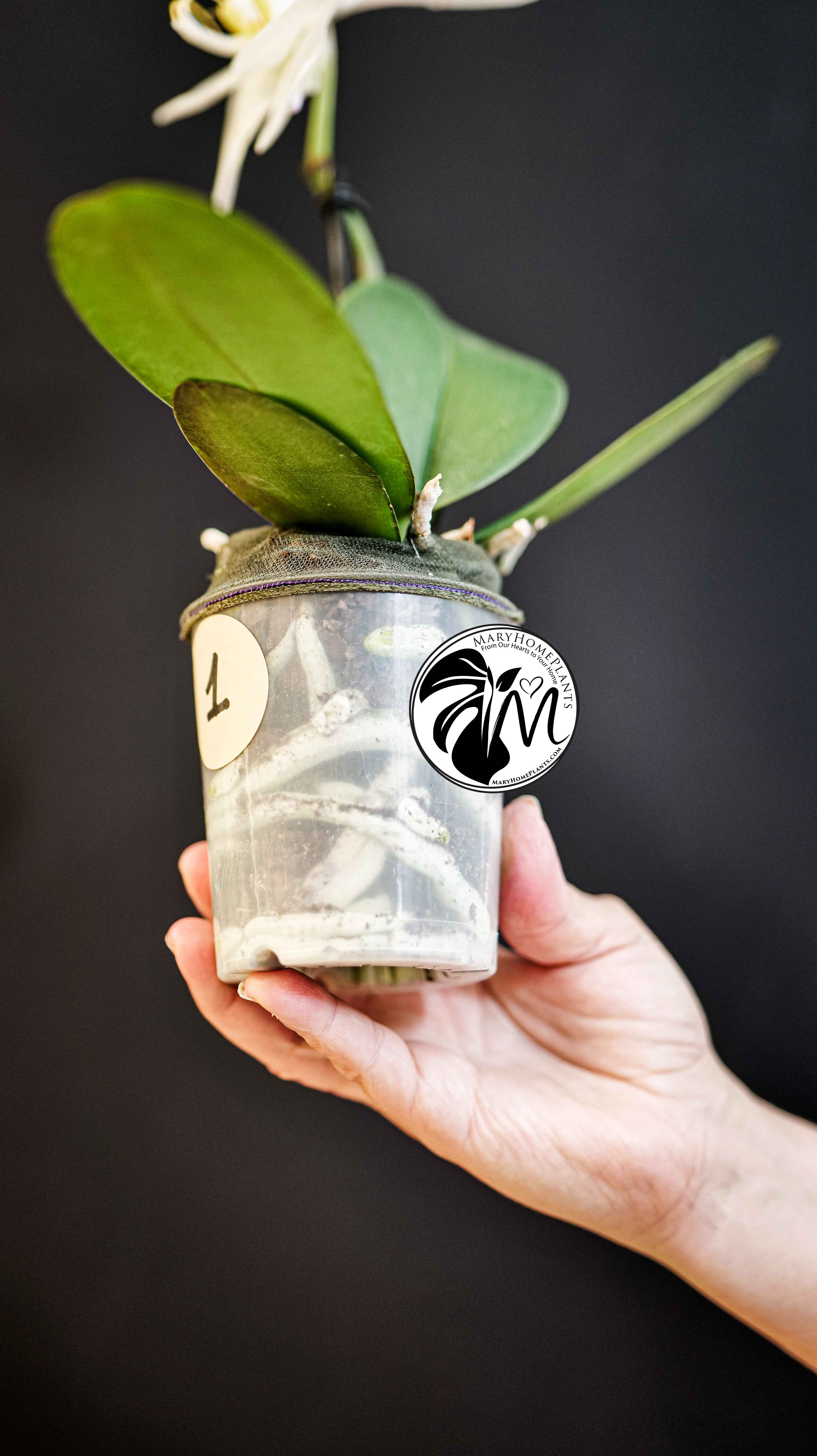 Phalaenopsis Singolo Tosha