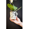 Phalaenopsis Singolo Tosha