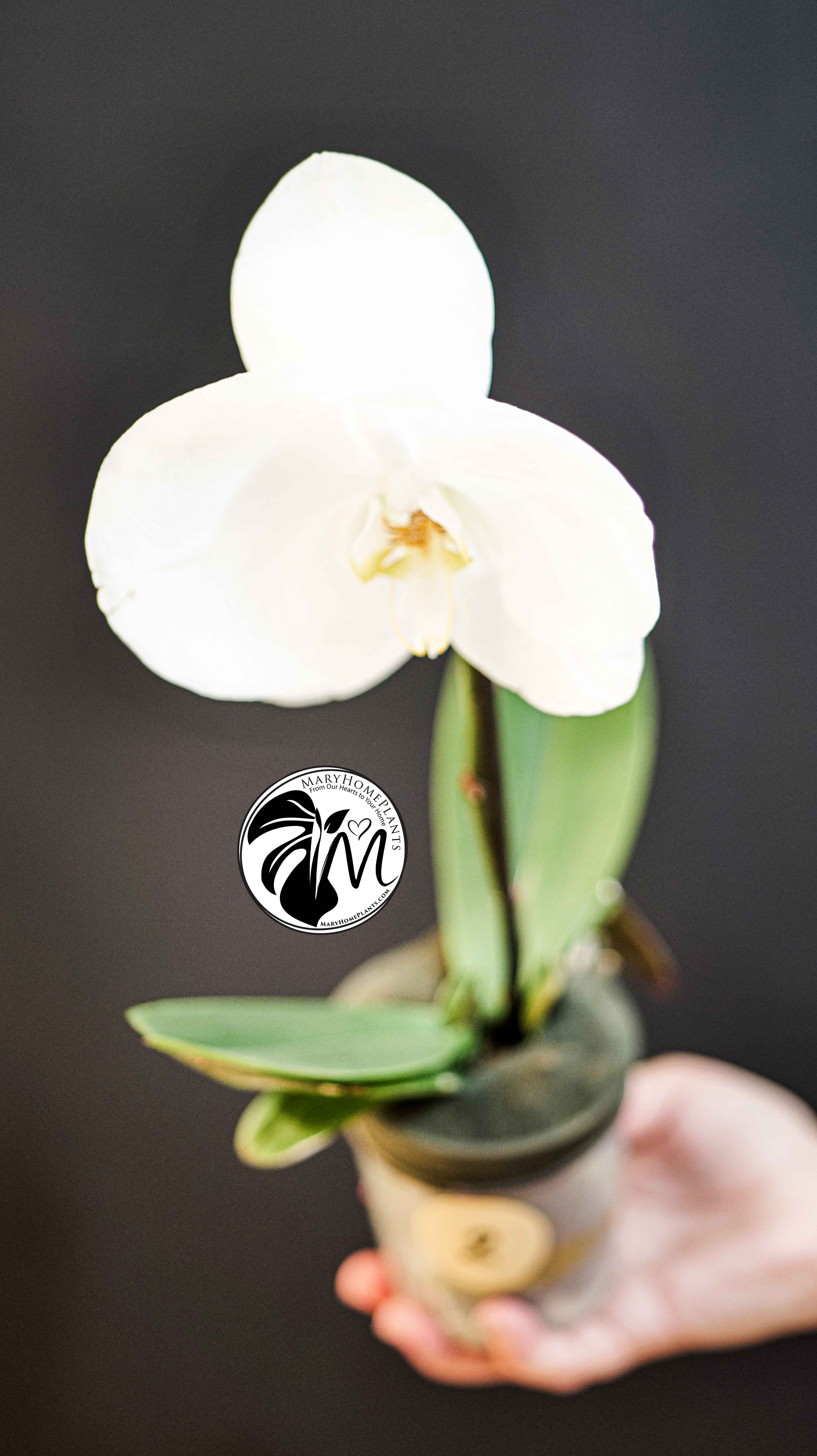 Phalaenopsis Singolo Tosha