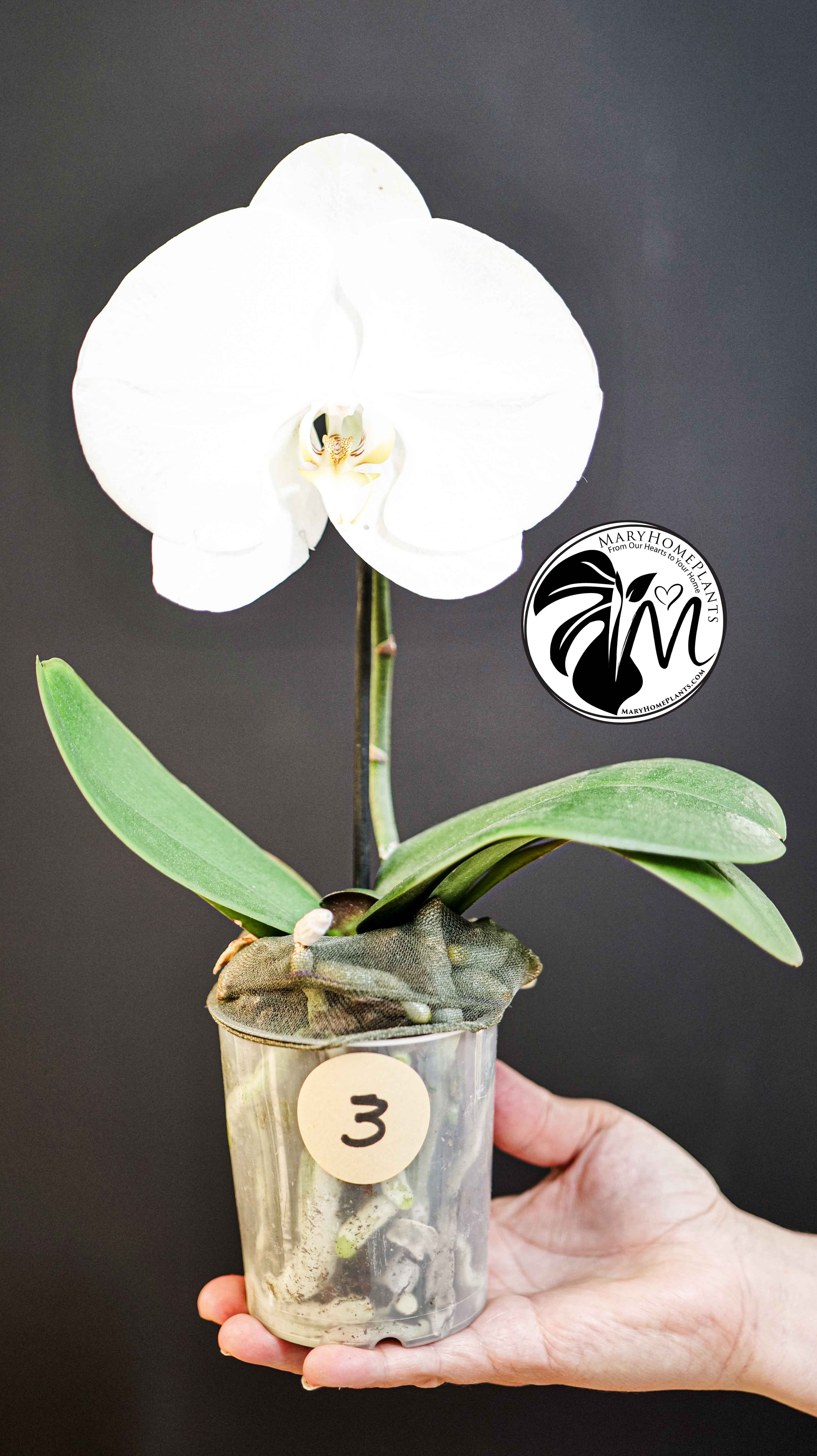 Phalaenopsis Singolo Tosha
