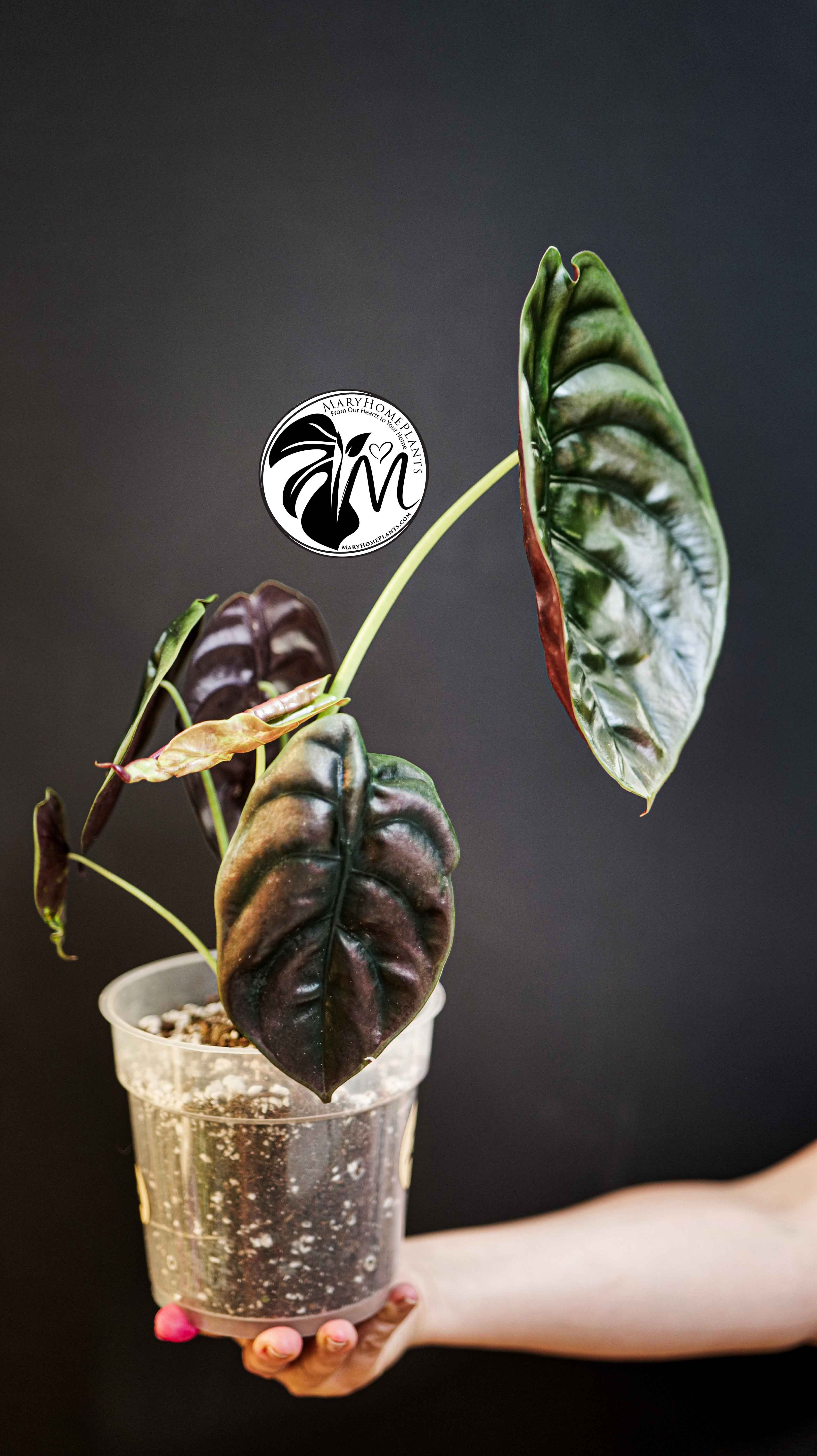 Alocasia Red Secret Cuprea