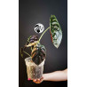 Alocasia Red Secret Cuprea