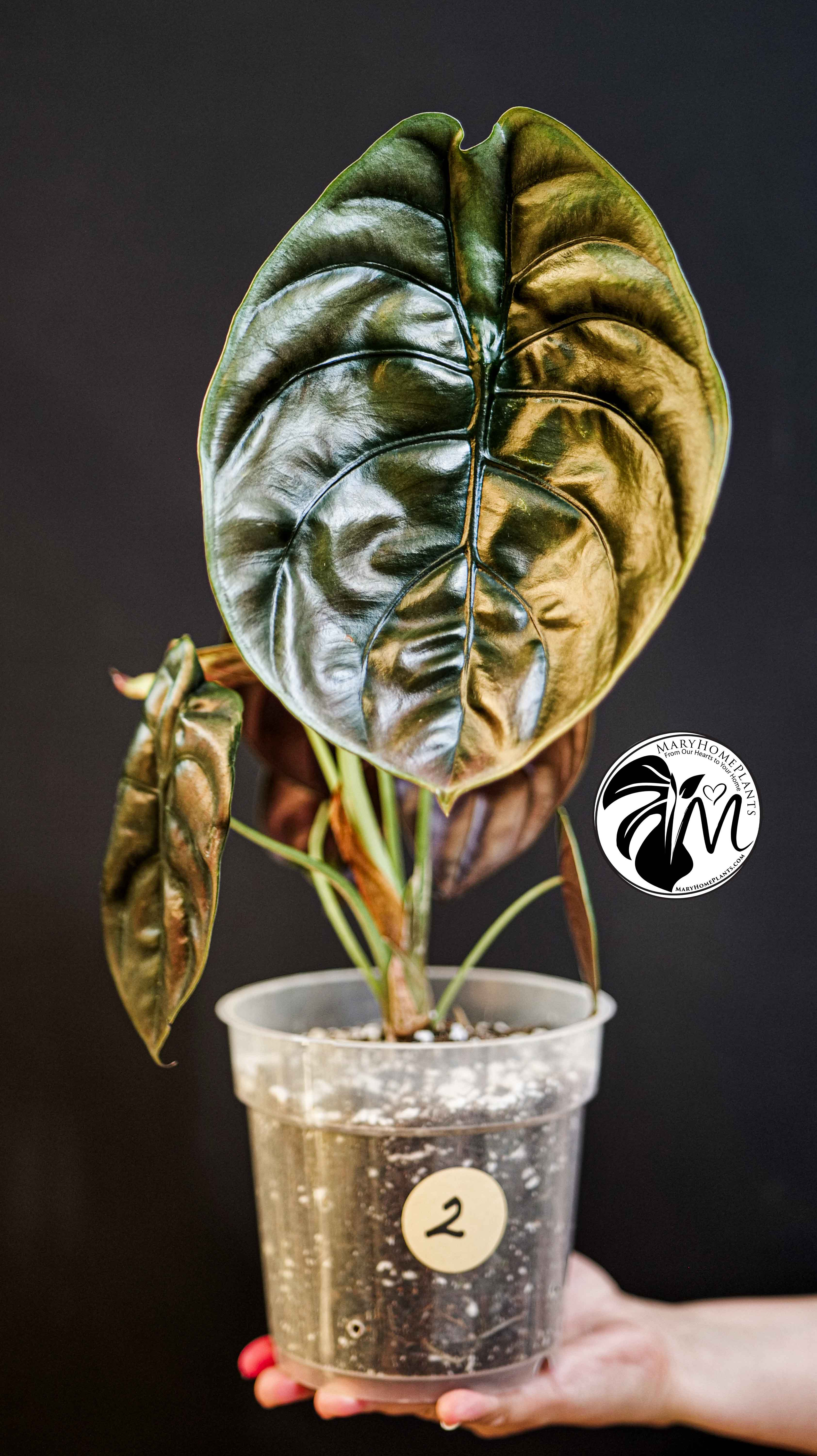Alocasia Red Secret Cuprea