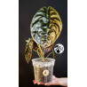 Alocasia Red Secret Cuprea