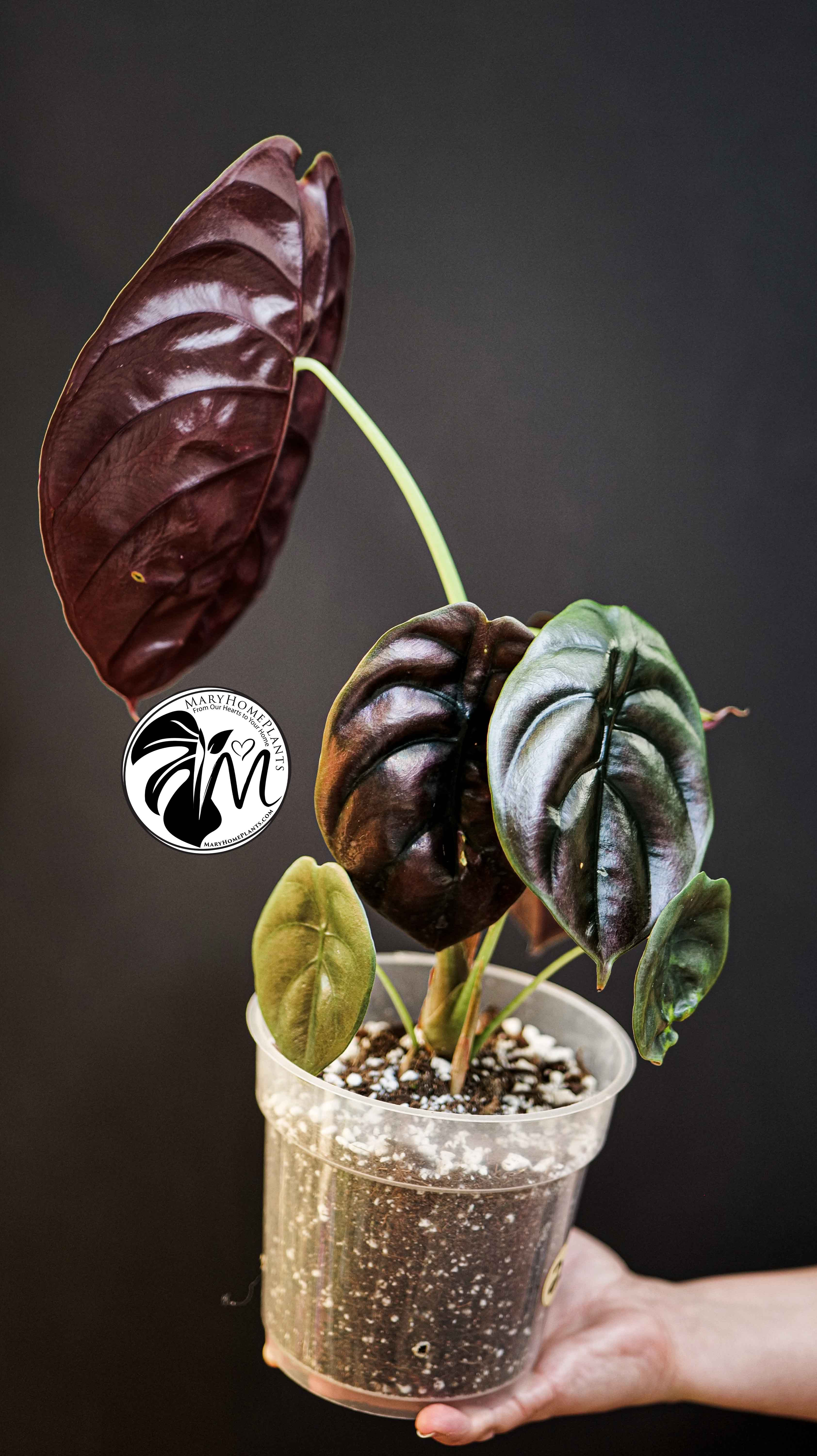 Alocasia Red Secret Cuprea