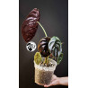 Alocasia Red Secret Cuprea