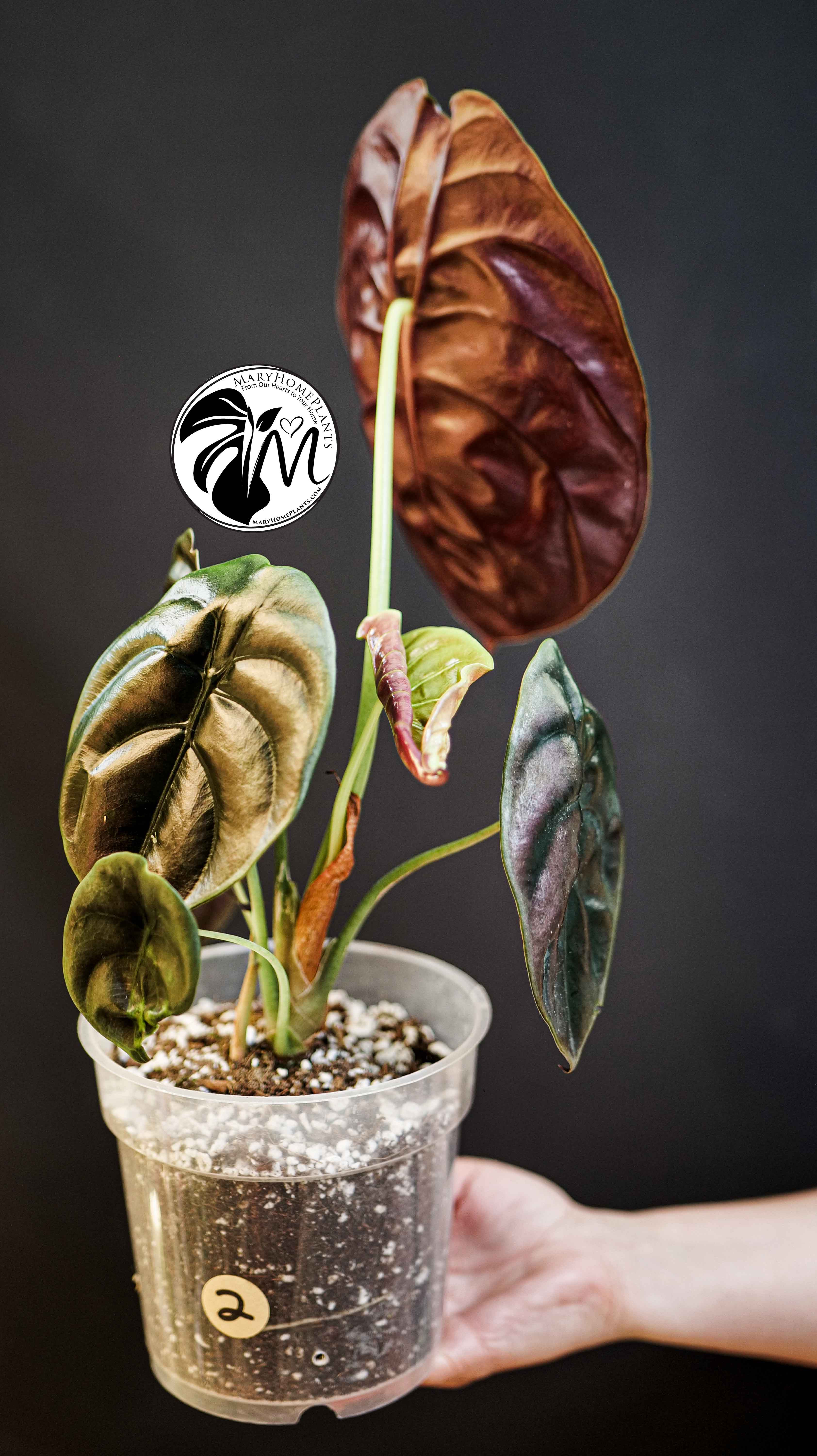 Alocasia Red Secret Cuprea