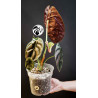 Alocasia Red Secret Cuprea