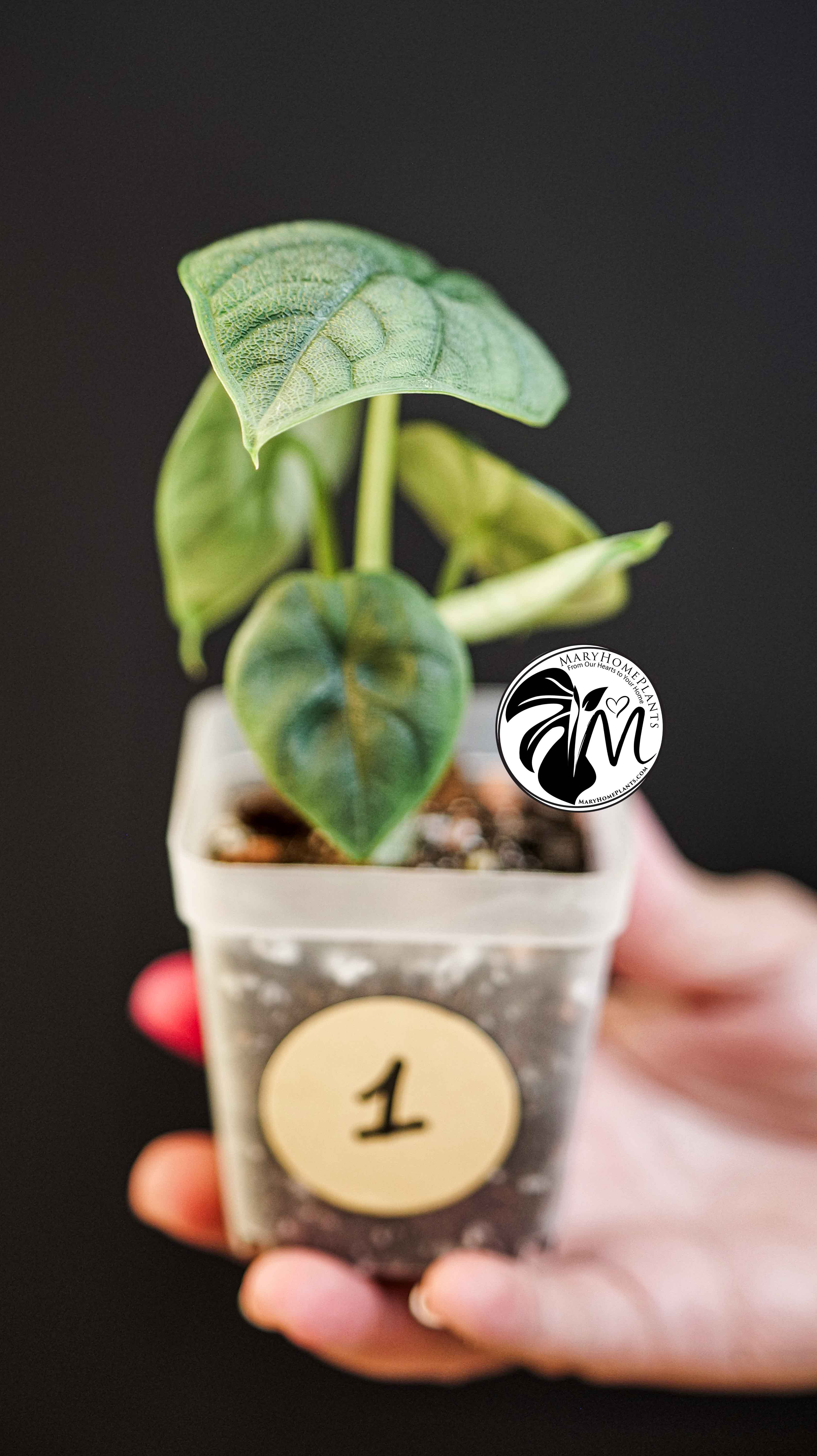 Alocasia Melo