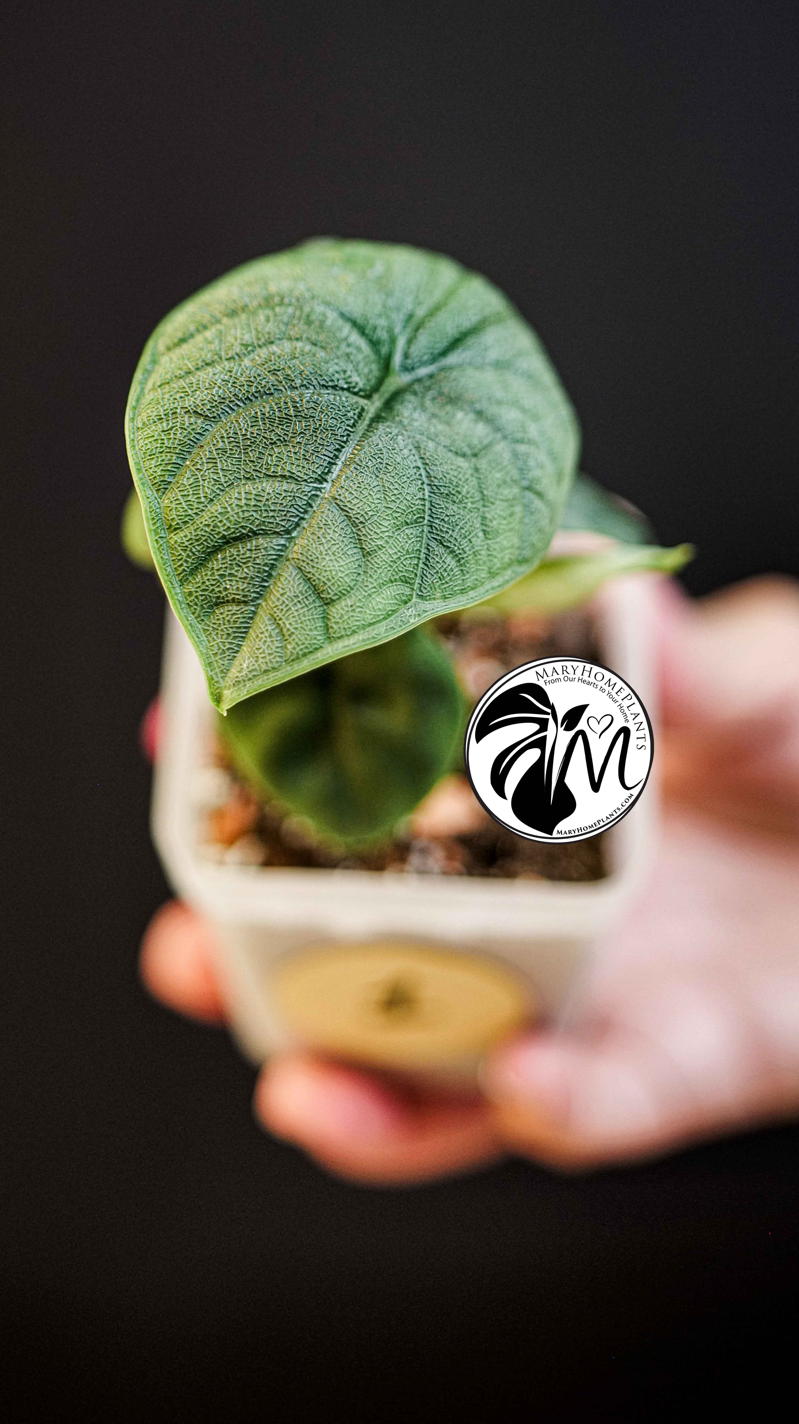 Alocasia Melo