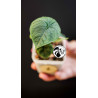 Alocasia Melo
