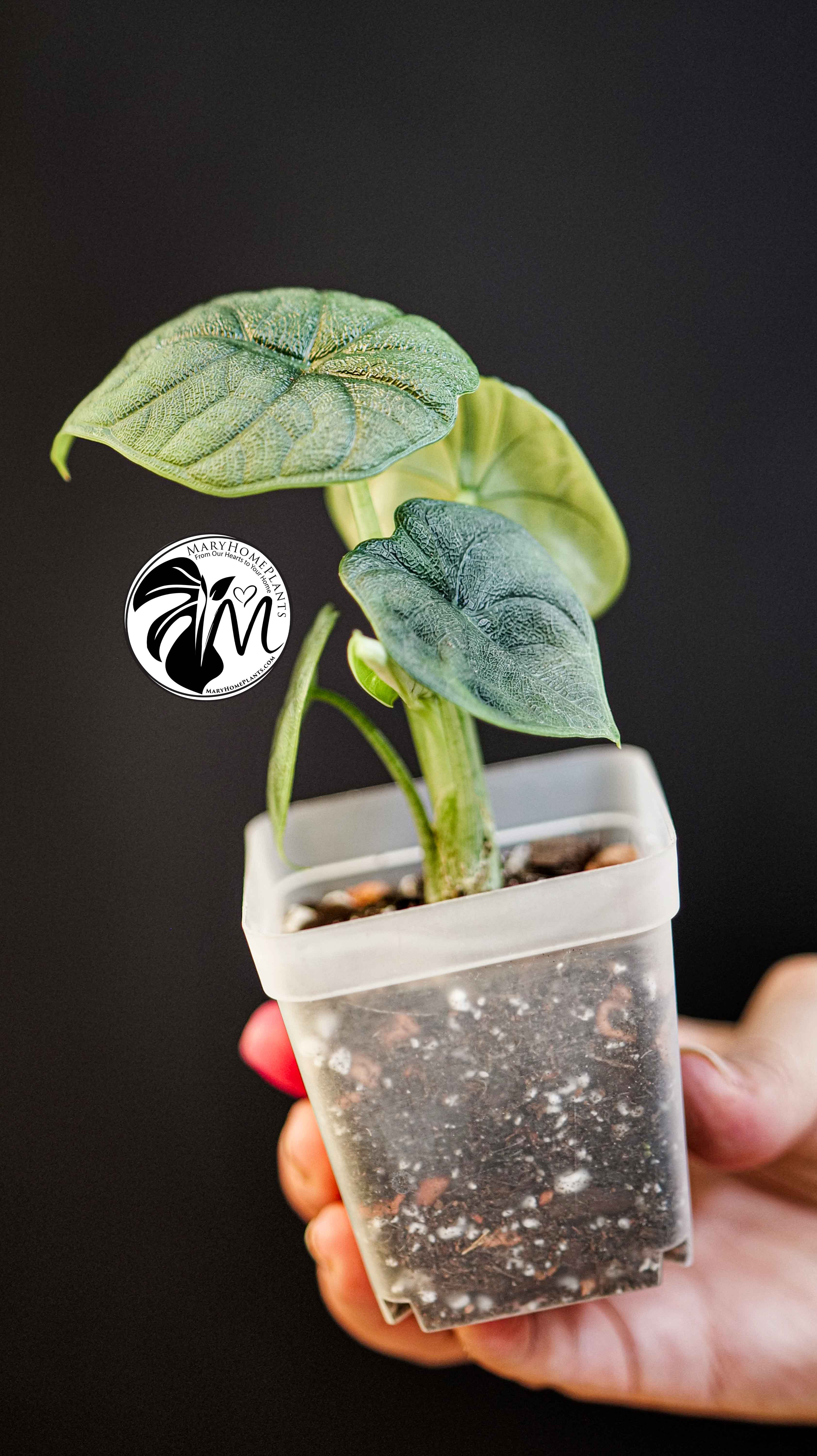 Alocasia Melo