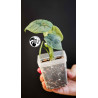 Alocasia Melo