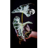 Alocasia Loco