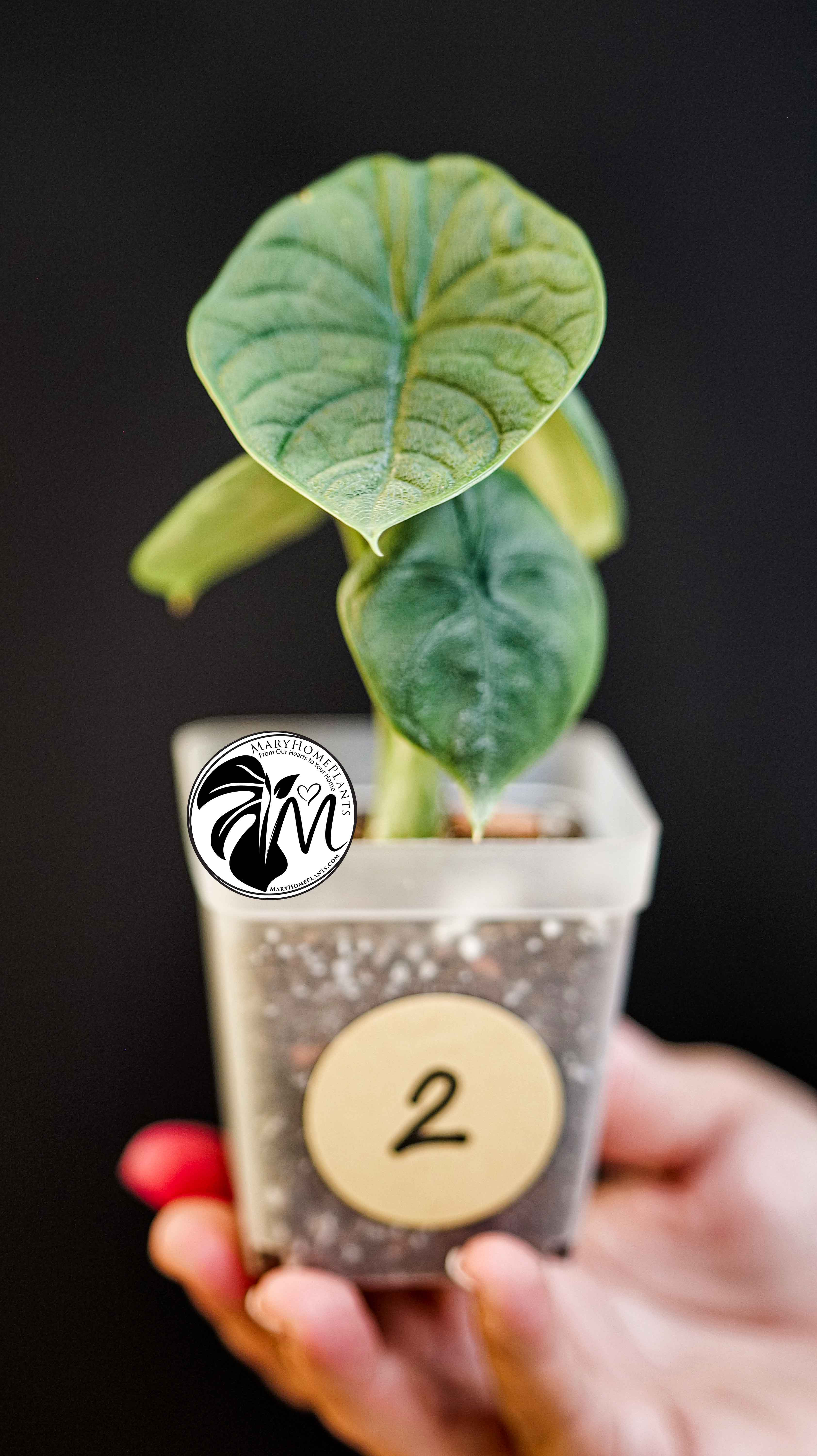 Alocasia Melo