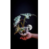 Alocasia Loco