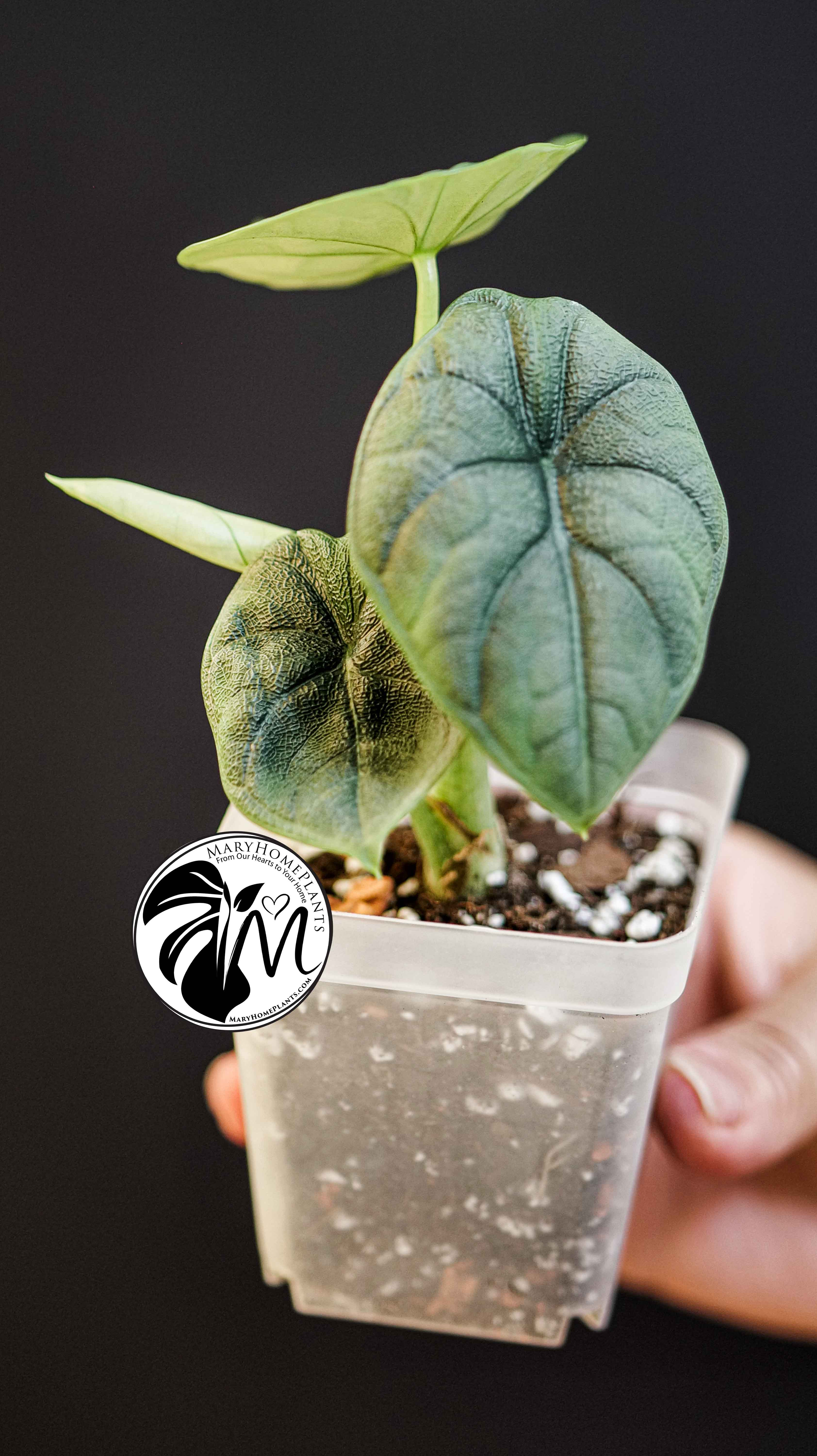 Alocasia Melo