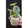 Alocasia Melo